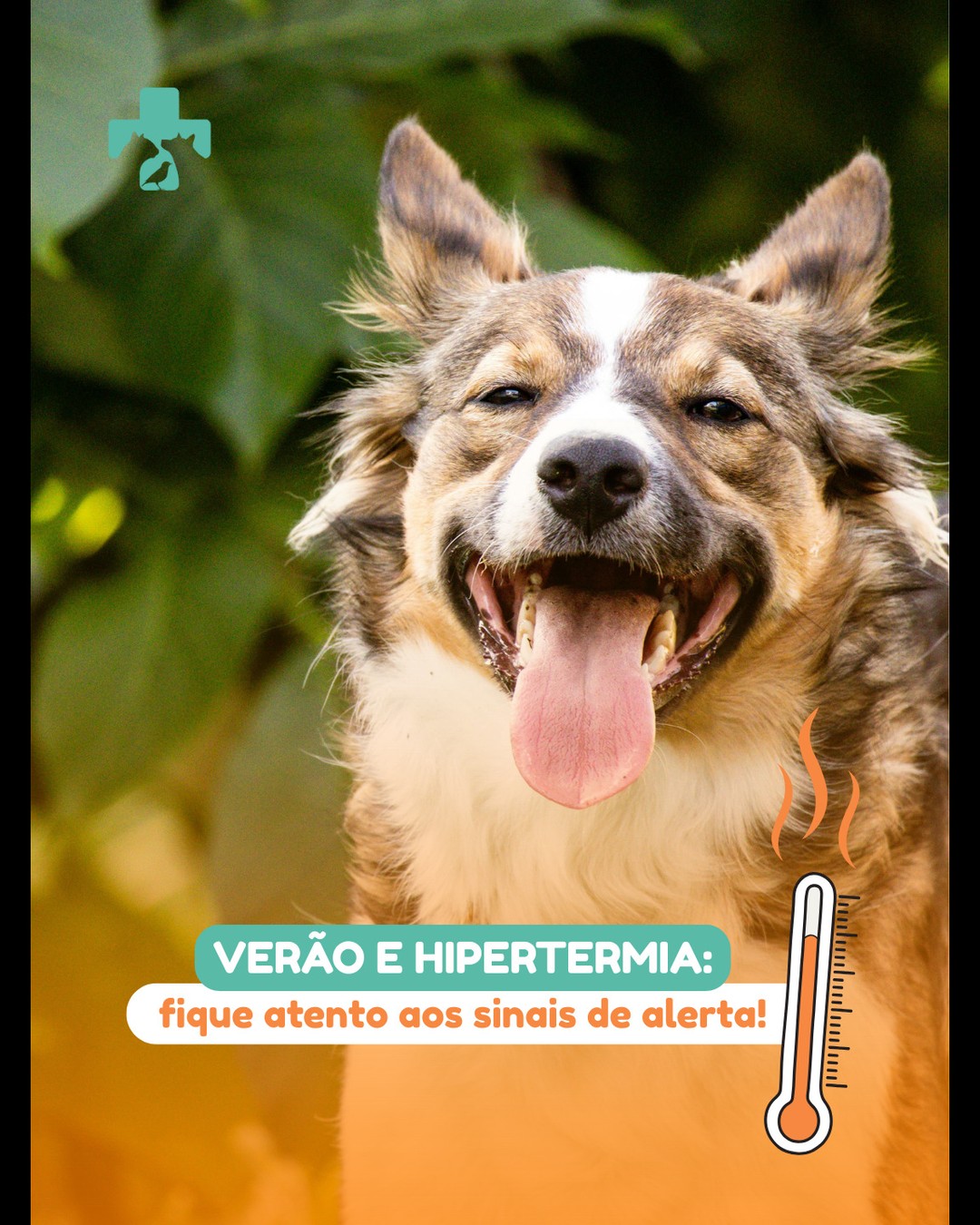 O calor chegou! E com ele, alguns riscos para a saúde dos pets.
A hipertermia (aumento excessivo da temperatura corporal) é mais comum nos dias quentes e pode ser muito perigosa. Fique atento aos sinais:
⚠️ Respiração ofegante
⚠️ Salivação excessiva
⚠️ Fraqueza ou prostração
⚠️ Vômito e diarreia
⚠️ Gengivas avermelhadas
💧 Como prevenir?
Deixe sempre água fresca disponível
Evite passeios entre 10h e 16h
Nunca deixe o pet no carro
Ofereça sombra e ventilação
🩺 Em caso de sintomas, procure atendimento imediatamente. A hipertermia pode evoluir rapidamente!
#HipertermiaPet #CuidadosDeVerão #HospitalVeterinário #SaúdeAnimal #EmergênciaVeterinária #DicasParaTutores #VeterináriaEspecializada #Arujá #PetsFelizes