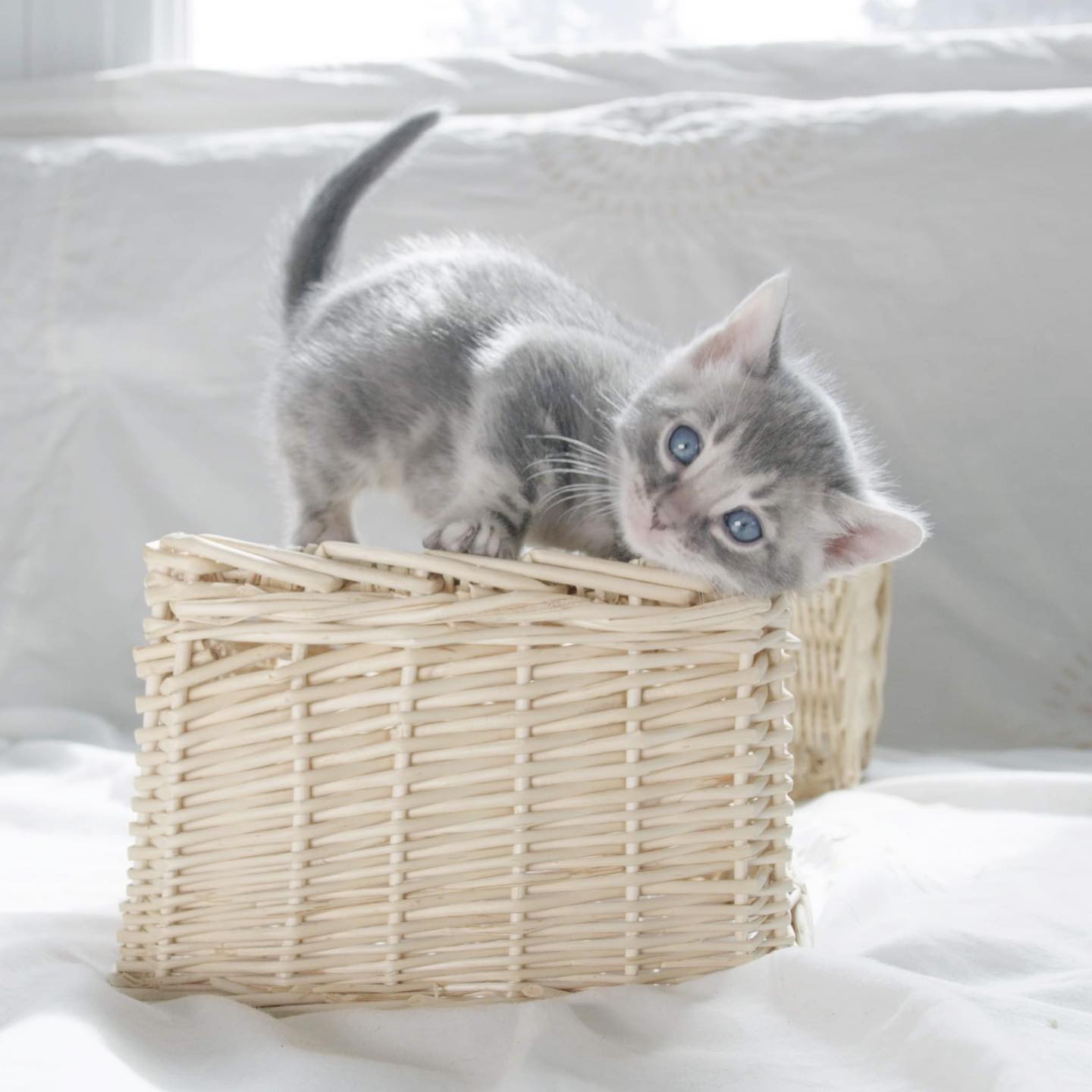 Mâle blue sheeted marble 💙 Réserver
#cutenessoverload#cute#kitten#bluebengal#leranchdubengal#chatondamour#babyboy#catoftheday#sweetheart#adorable#mignon#cutecats#love#bengalcat