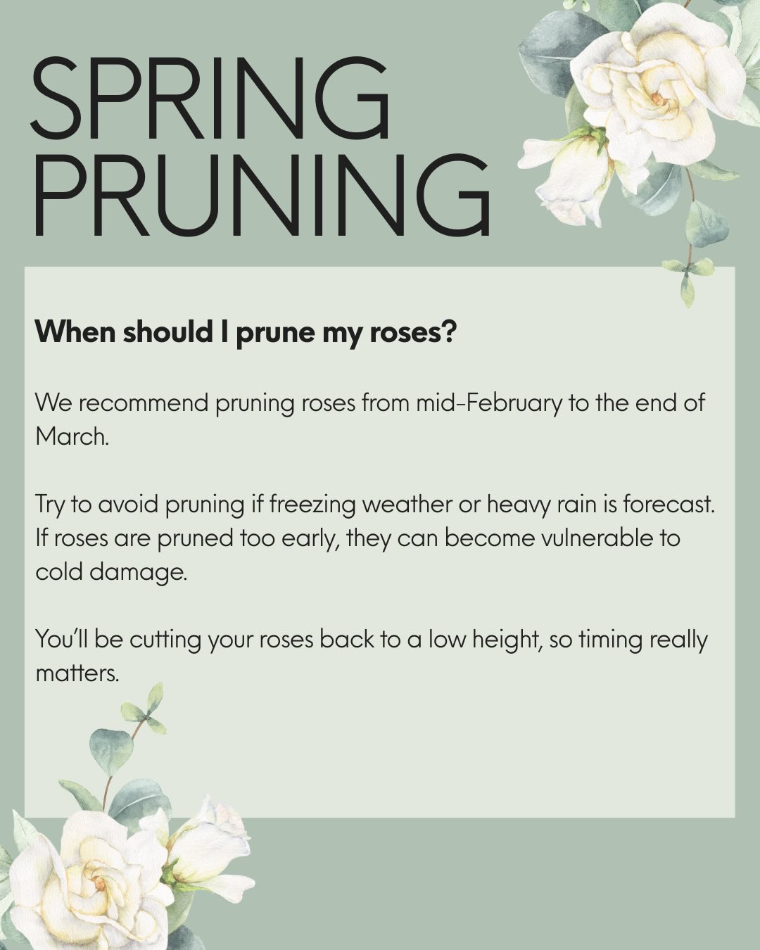 Hit the save button on this post, you’ll need it in a couple of weeks! Basic pruning tips for all your roses. Happy pruning! ✂️
#pruningroses #spring #gardening #gardeningtips