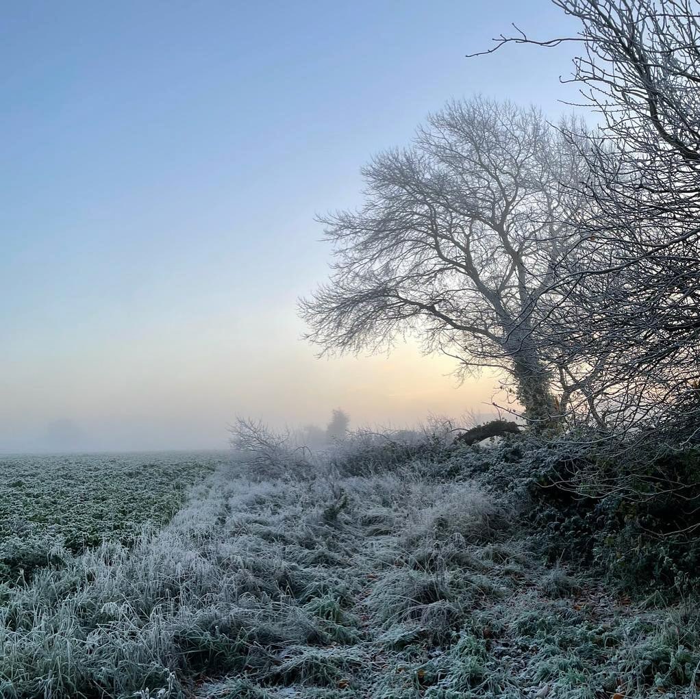 We woke this morning to a crisp, dry frost, which held the leaves rigid and crunched beneath our boots. The first properly cold day is always a highlight of the year, something we have to experience outdoors.
.
.
.
.
.
.
#englishwinter #frosty #tree #field #frostymorning #winter #winterwalk #embracingtheseasons #suffolkskies #aseasonalyear #thiscornerofsuffolk #rural #burystedmunds #seasonspoetry #suffolkcountryside #onmywalk