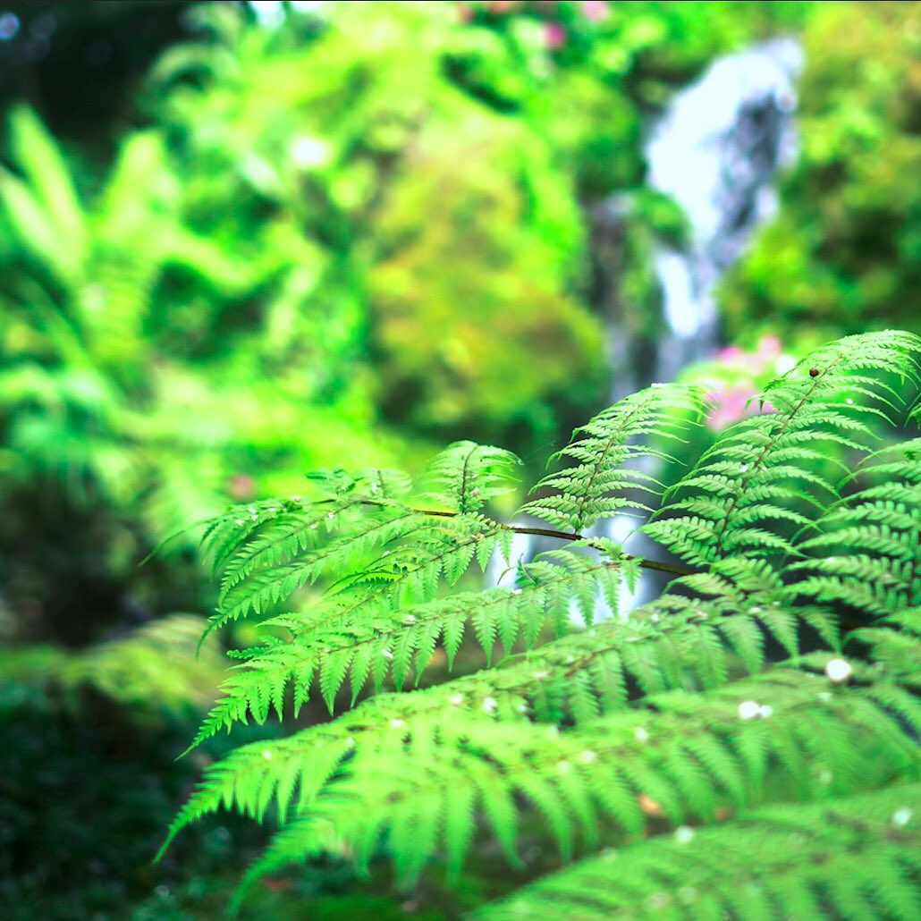 “They both listened silently to the water, which to them was not just water, but the voice of life, the voice of Being, the voice of perpetual Becoming.”- Hermann Hesse
One way to help increase the flow of fresh water is to help plant trees by switching your web browser to the search engine @Ecosia to plant trees for free while you search the web. Ecosia.org is the ‘search engine that plants trees’ by donating 80% of their advertising revenue to effective tree planting projects around the world with a focus on biodiversity hotspots.
Subscribe @trilliontreescampaign for more inspiring nature content and to connect with easy ways to plant trees around the world.
#trilliontreescampaign #trilliontrees #reforestation #generationrestoration #wildnature #naturebeauty #incrediblenature #beauty_of_nature #nature_inspiration #naturebeauty_pix #naturemeditation #natureinspiredbeauty #naturelifeearth #naturelifeearth #mothernaturerocks #naturephotography #treeplanting #planttrees #treeconnection #waterislife #freshwater #watersheds #treephotography #watersource #waterfall #waterfalls #waterfallsofinstgram #waterfallhunting #waterfalllovers #givebacktonature