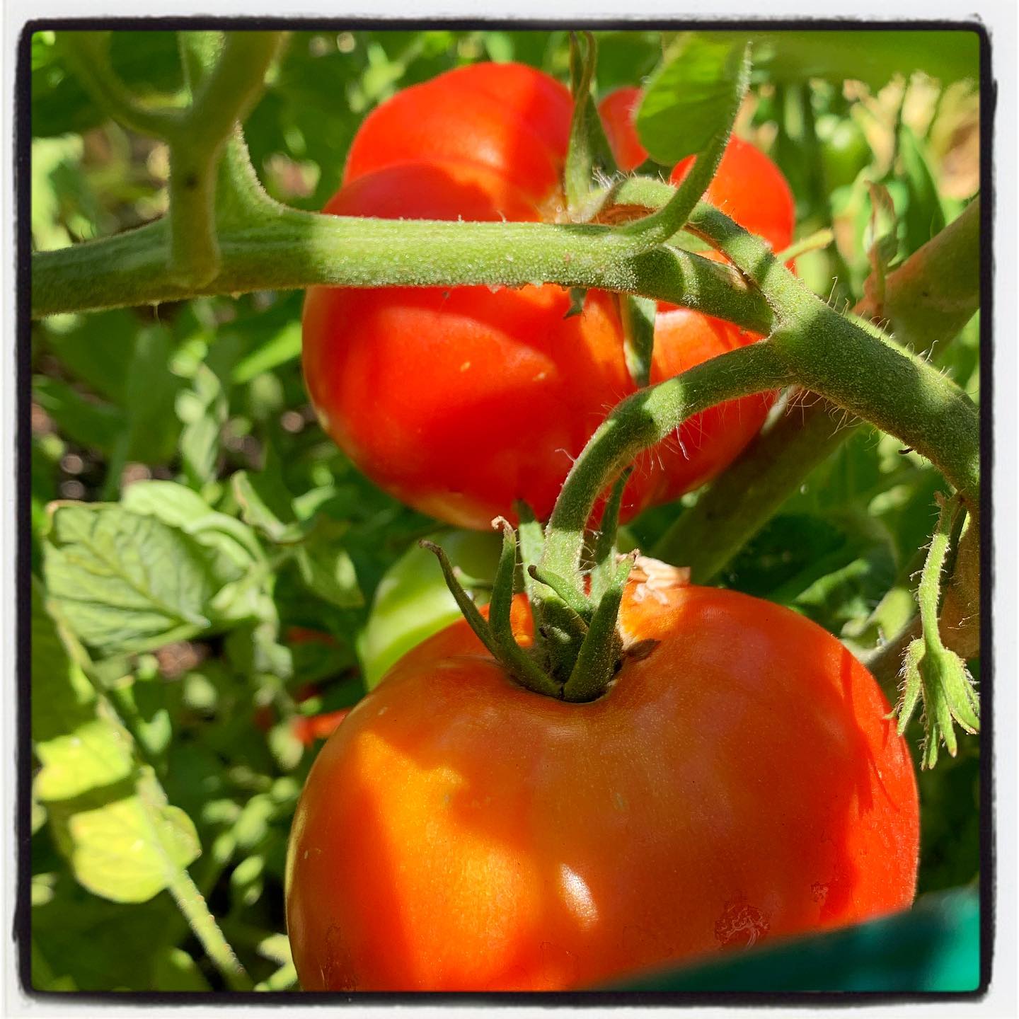 Just in time for the weekend! 🍅