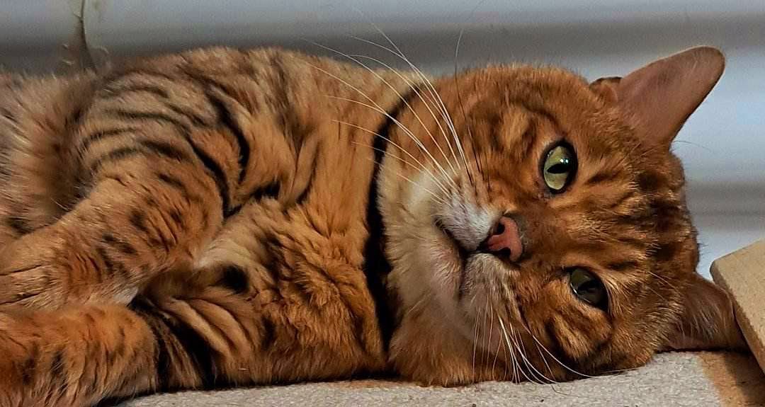Notre belle grosse patate Link✨🥰
Un vrai bébé d’amours 🥹❤️
#reproducteur#leranchdubengal#brownspottedtabby#chat#purerace#passionelevage#cute#bigcat#catofmyheart#babyboycat#catlover