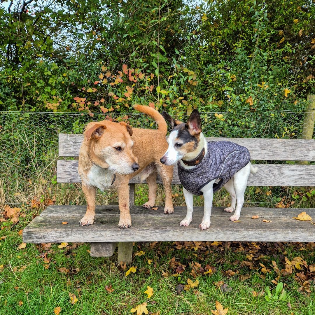 "What are you asking Santa Paws for this year?"
"A new coat. This one smells and is old."
#wilddays #walkies #romseydogs #santapaws #terrierlove #patterjack #jackrussell
