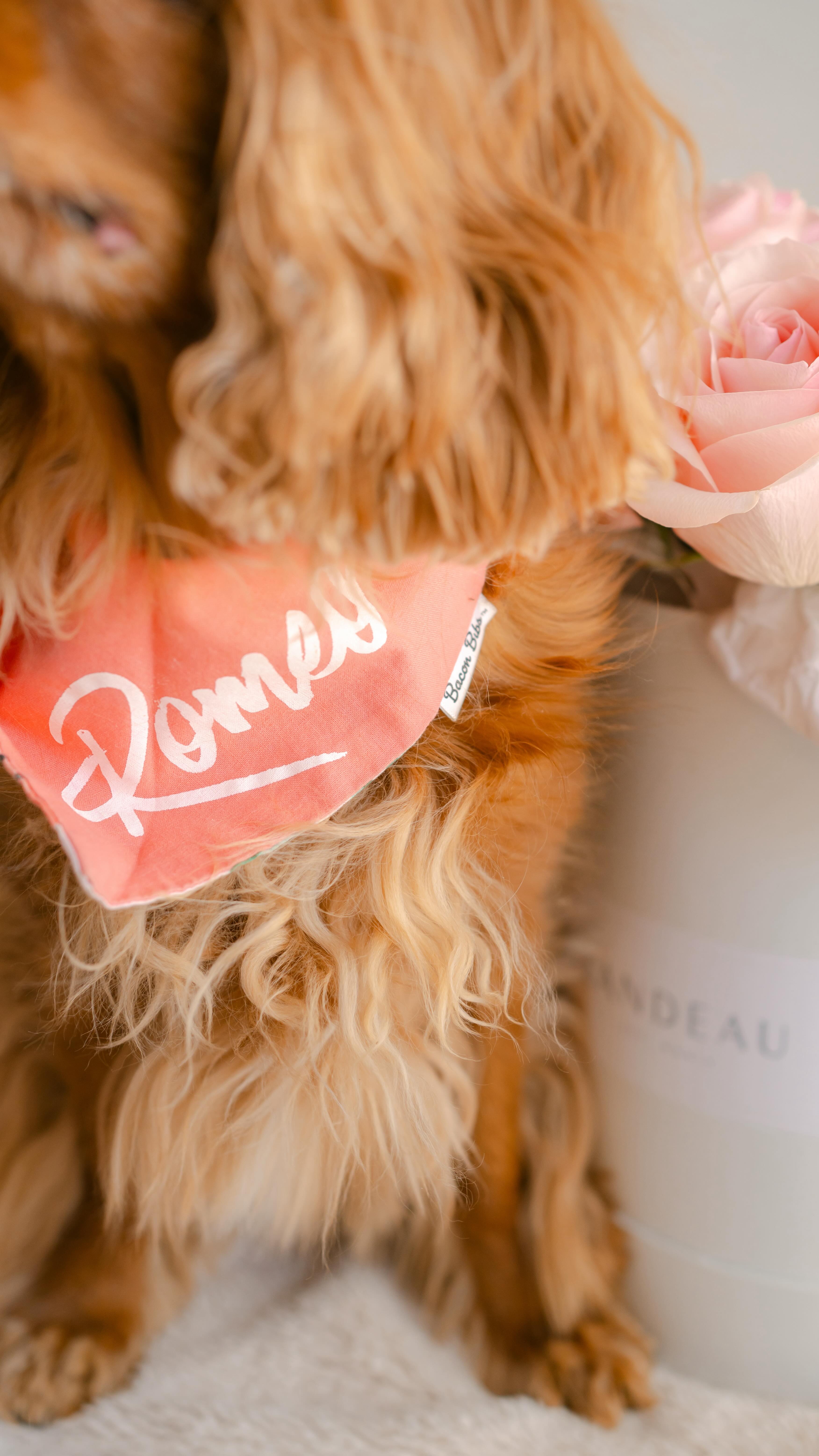 They weren’t kidding when they said January is the saddest month.💔
We received devastating news about Romeo this month, what I thought was just an infection turned out to be a very fast-progressing cancer. Without treatment we were told he has only 4-6 weeks left. 💔 We’re in the middle of some really hard decisions regarding chemo and quality of life and I’ve been overwhelmed and consumed by it all.
If you know me, you already know Romeo is more than a dog to me. He’s my first baby, my best friend, and my emotional support through some of the hardest chapters of my life including the loss of both my parents. So much has resurfaced this month🥲
Right now, we’re taking things day by day, soaking in every happy moment, and holding on to beautiful memories, the promise of longer days and a fresh month ahead.❤️🐶🫶
Thank you for all the beautiful messages the past few weeks, it’s so meaningful to me. Romeo had a good day today. We will get through this one day at a time. 🤍🐶
#caninecancersucks #fcancer #ohromeo #mylove