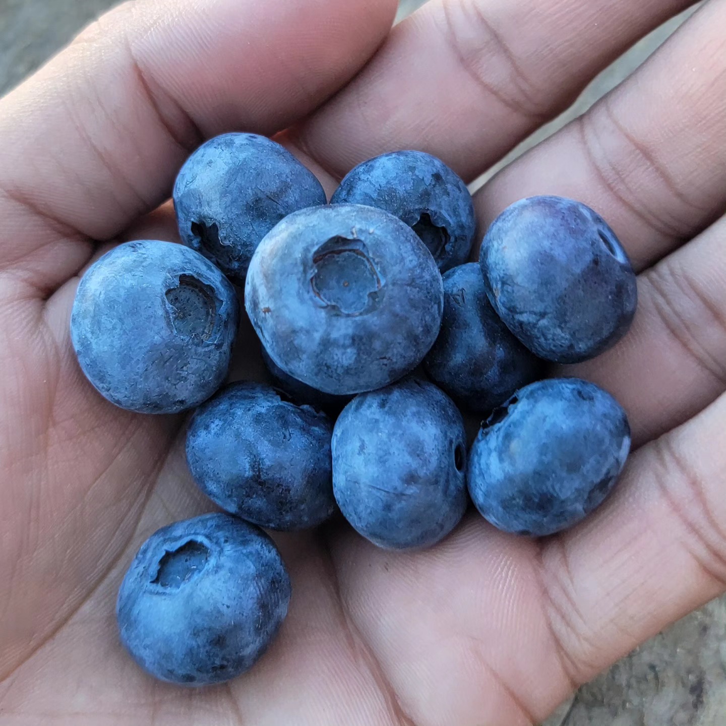 Big, Juicy Blueberries, Fresh from the Farm!
Experience the burst of flavor with every bite of our premium, handpicked blueberries! Perfect for snacking, baking, or adding to your favorite recipes.
Why Choose Our Blueberries?
- ๐๐ถ๐ด & ๐๐๐ถ๐ฐ๐: Enjoy the plumpest, most flavorful berry
- ๐๐ฟ๐ฒ๐๐ต๐น๐ ๐๐ฎ๐ฟ๐๐ฒ๐๐๐ฒ๐ฑ: Straight from our farm to your table.
- ๐๐ฒ๐ฎ๐น๐๐ต๐ & ๐๐ฒ๐น๐ถ๐ฐ๐ถ๐ผ๐๐: Packed with antioxidants and vitamins.
๐ Available Now @Maskeenfarms!
Order today and taste the difference!