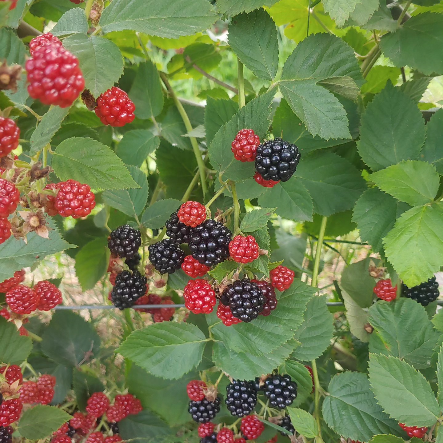 Pick your own BLACKBERRIES SALE! 1 day only
Saturday August 10th 10-6
$4/pound - regularly $5/ pound.
Get them before they are gone!