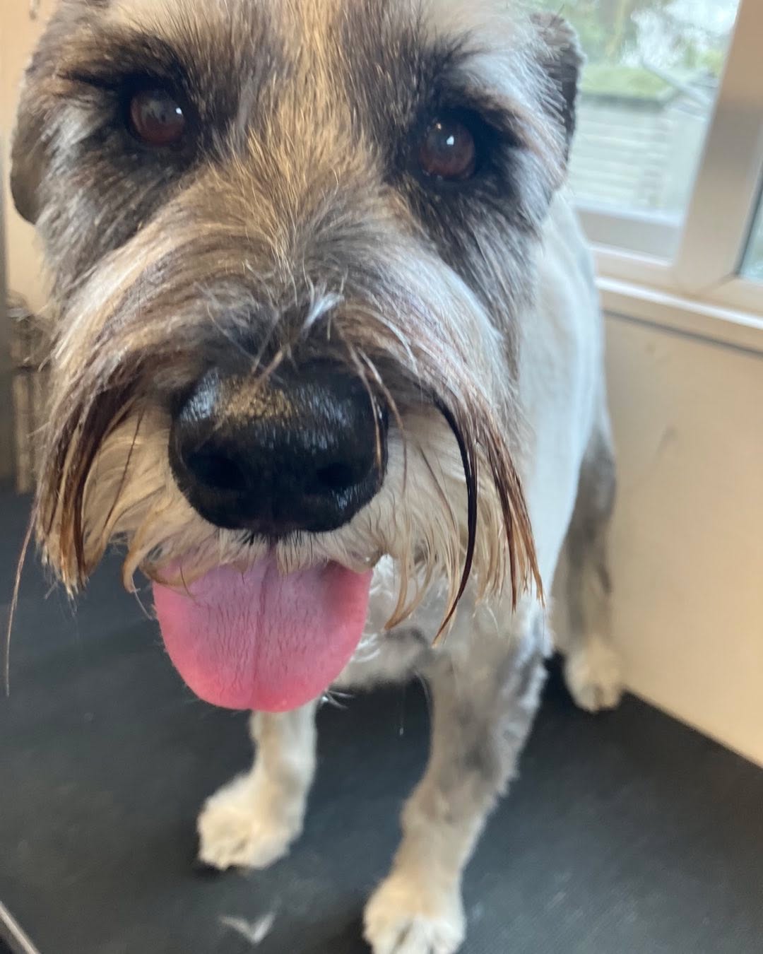 Wagner 🥰. Such a brave boy after his double hip replacement and doing great 😃