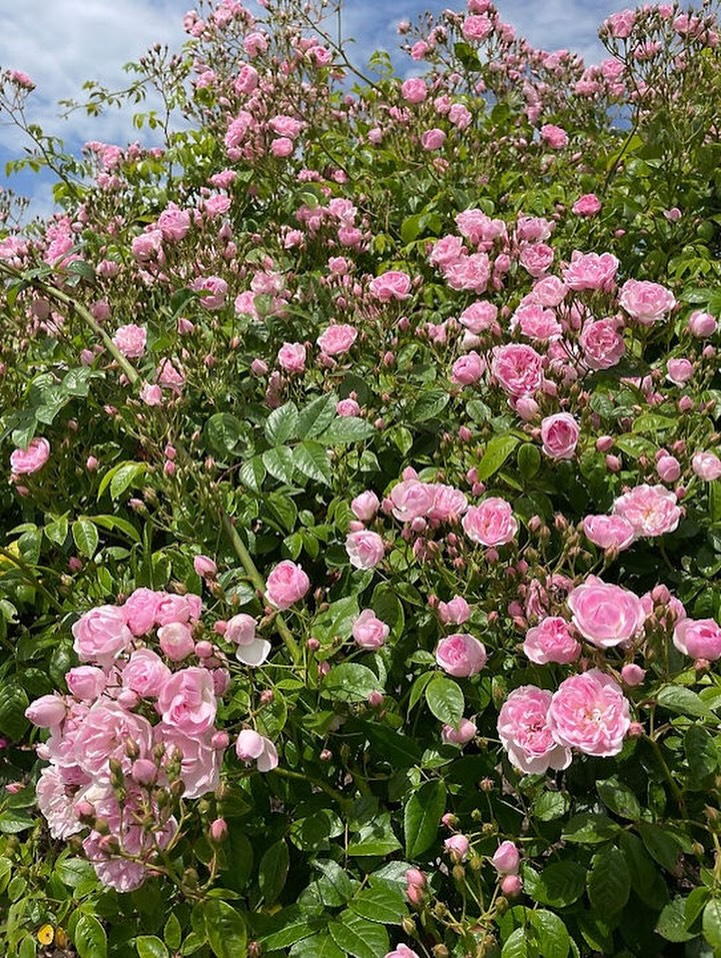 Ethel 🌸🌸 an established and vigorous rambling rose. She is a popular choice for covering large areas, such as walls, fences, or training into trees. She is growing over our pergola in the middle of our rose garden and every year she puts on an incredible show for us! An oldie but a goody as they say. Does anybody else have one in their garden? Let us know what you think!
Height - 4m x 3m
Fragrance - Some Fragrance
Colour - Blush Pink
Bloom size - Small
Flowering - Once flowering
Available to order from our website, link in bio.
#ramblingrose #classicrose #pinkrose #gardeninspo #cottagegarden