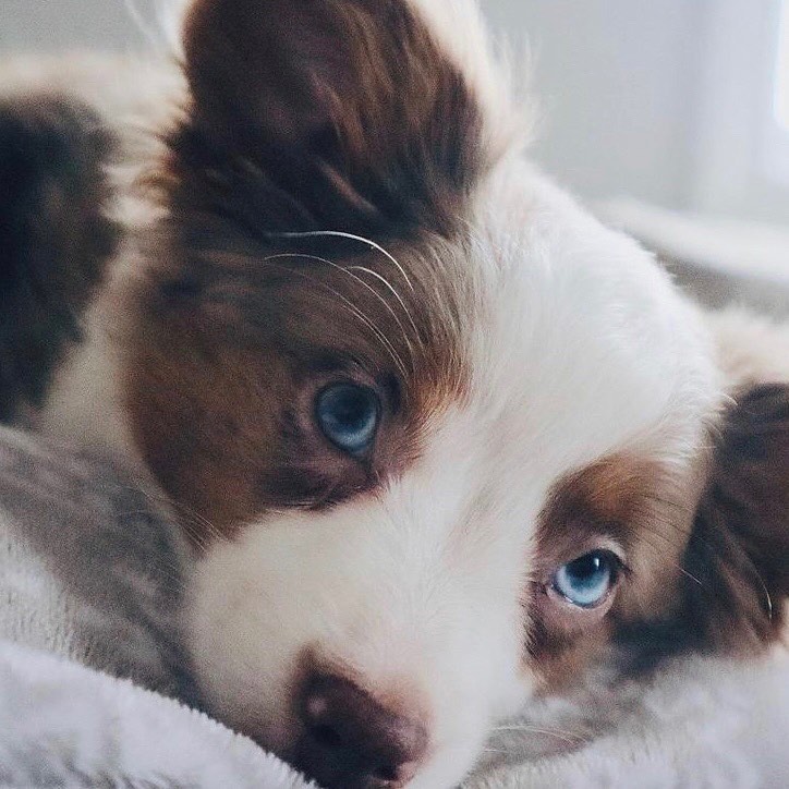 ☕️ Coffee Break Read ☕️
Will CBD Oil help my dog?
📖 ⏰ 5 mins
•
•
•
•
•
In our latest blog post we take an in depth look at the newest emerging science coming out about CBD for dogs. Check out the link in our bio👉🏼