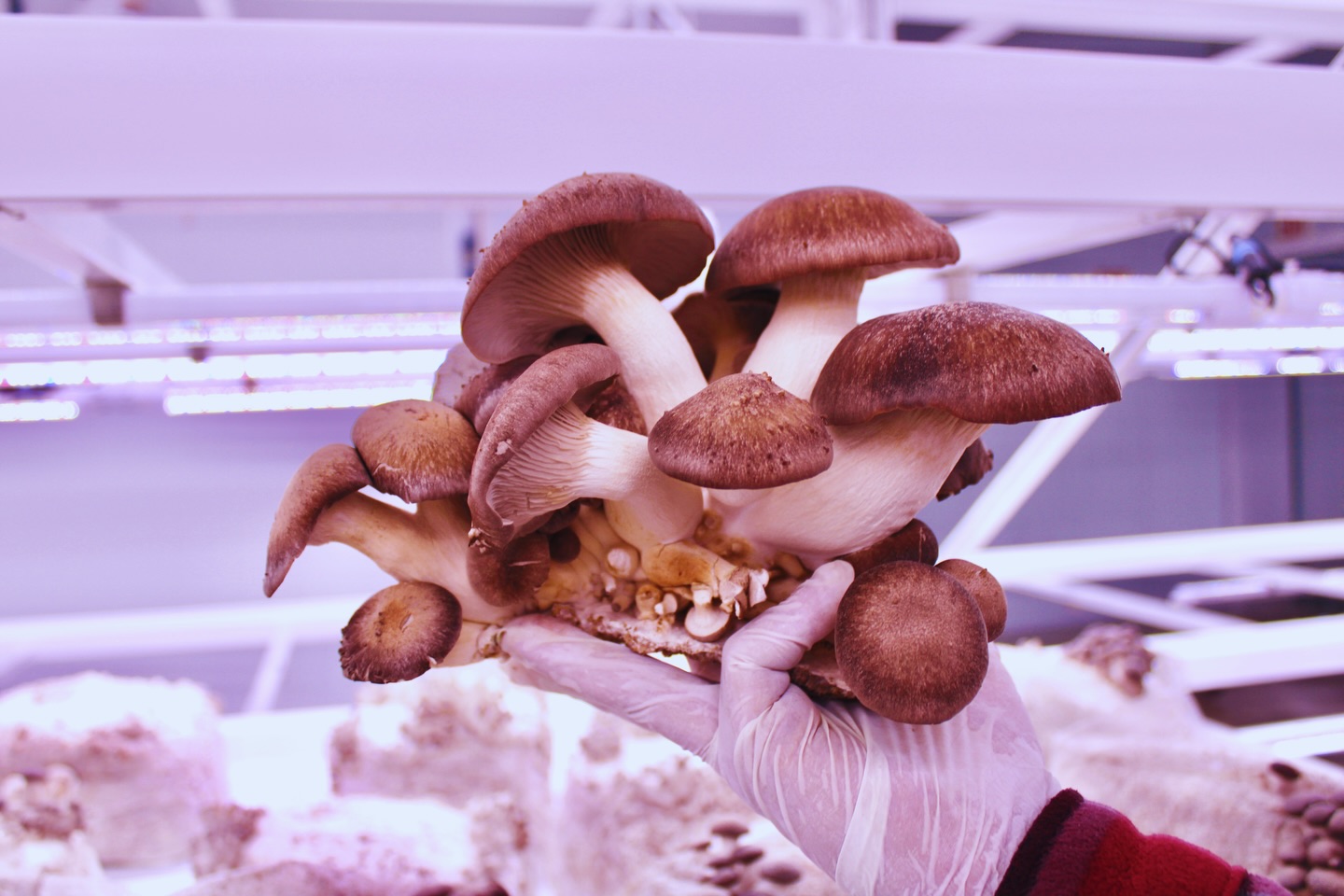 Mushroom Monday spotlight: Black King Trumpet (Pleurotus eryngii)This species is known for its thick stem, dense texture, and high culinary versatility. Unlike many oyster mushrooms, Pleurotus eryngii produces a substantial central stipe with a smaller cap, making it ideal for slicing, grilling, and whole-cut preparations.
At Lion Farms, Black King Trumpets are cultivated under controlled conditions using a precision substrate and environmental management to promote uniform growth and structural integrity. This process reflects our broader commitment to controlled environment agriculture and regenerative production.
Mushroom Monday is about education, transparency, and access.
Follow along as we highlight species, cultivation methods, and how mushrooms fit into resilient food systems.