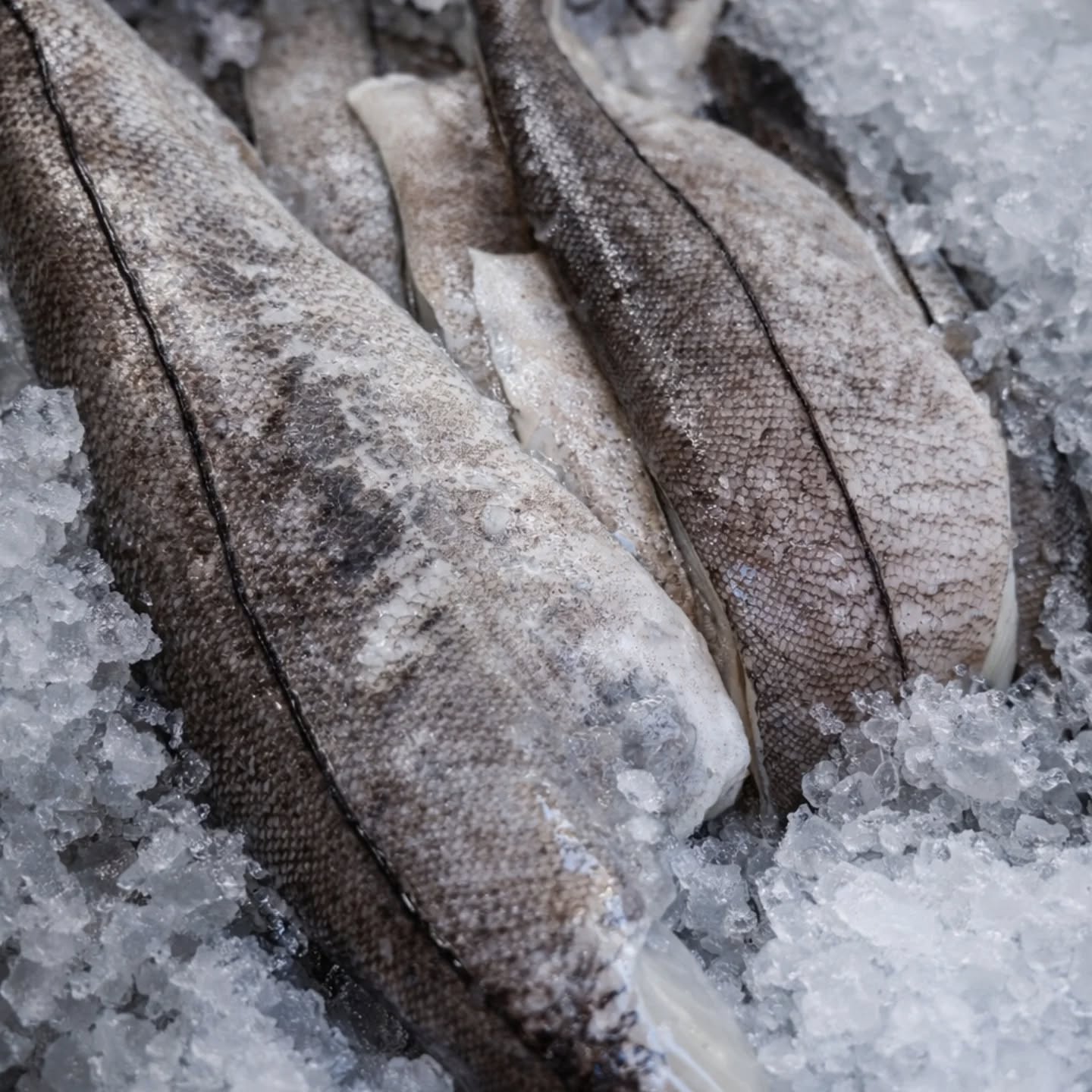 This beautiful fresh haddock has just arrived and has gone straight onto our fish board 🐟
Choose from the classic Harvey's beer battered fish and chips or our proper fish finger sandwich 🥪
📍 To book call 01273 479 880