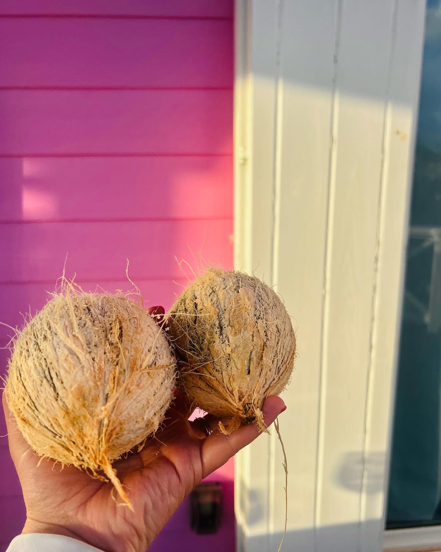Freshly picked coconuts 🥥🥥🥥