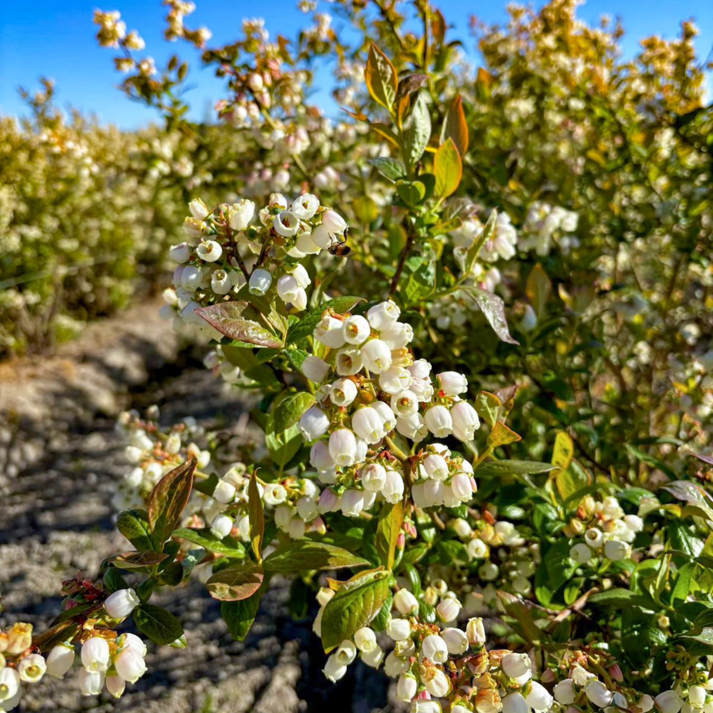 Throwing it back to these blooming delights! The summer breeze whispers of a tasty treat on the way. ๐ Our farm store will soon be stocked with fresh blueberriesโ make sure to come grab yours! Stay tuned for opening information.
.
.
.
#MaskeenFarms #BlueberrySeason #FarmFreshBC #SouthSurreyEats #LocalHarvest #FreshBlueberries #SupportLocalFarms #SustainableFarming #BCFarmLife #HealthyEating #FarmToTable #BerryLovers #SummerVibes #FoodieHeaven #GrowYourOwn #OrganicLiving #FreshPicks #CommunityFarms #NatureLovers #TasteTheSeason #Vancouver #Surrey #Berries #Love #Outdoors #Farm