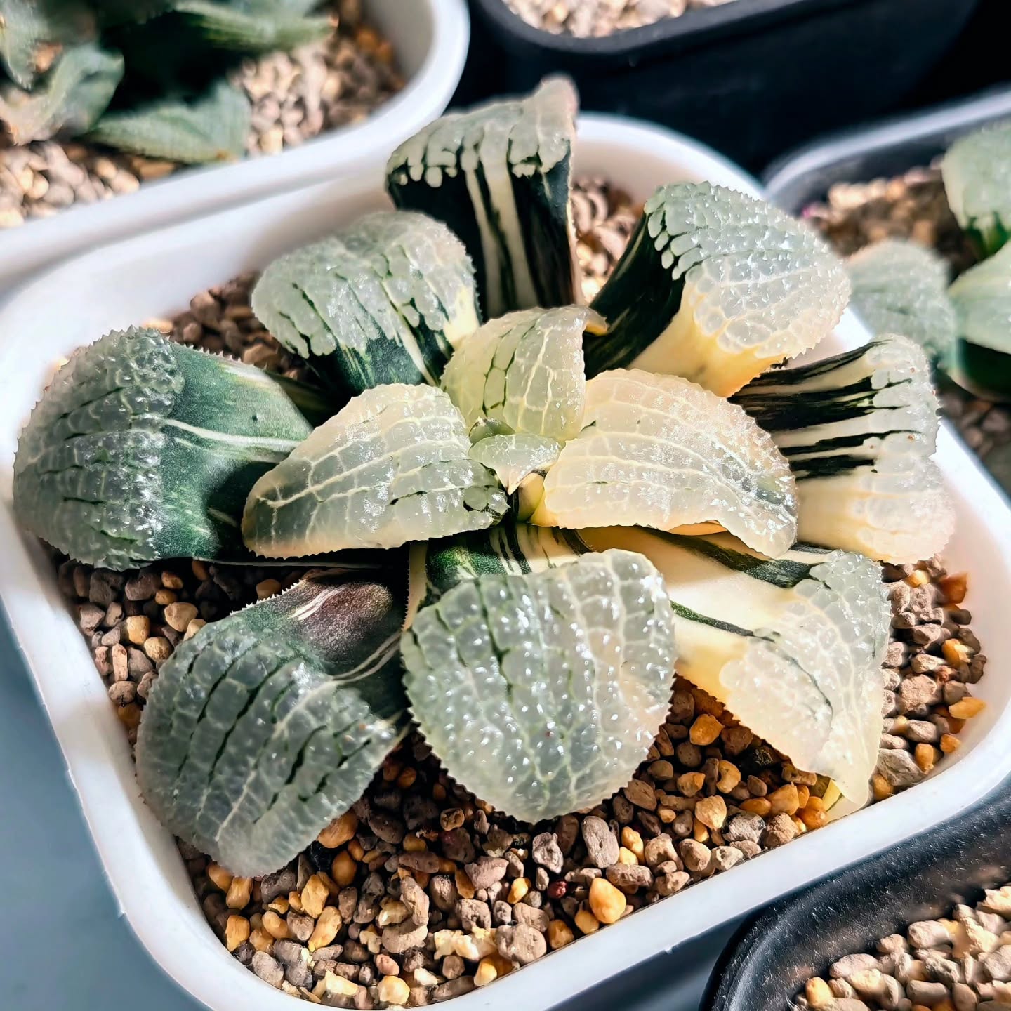 Haworthia Correcta ‘Mirror of the Sky’ Variegated (Large Size)
Fresh growth displays a fine balance of variegation and chlorophyll, indicating stability, and promising future development.
#haworthiamirrorofthesky #haworthiacorrectavariegated #haworthiacollection