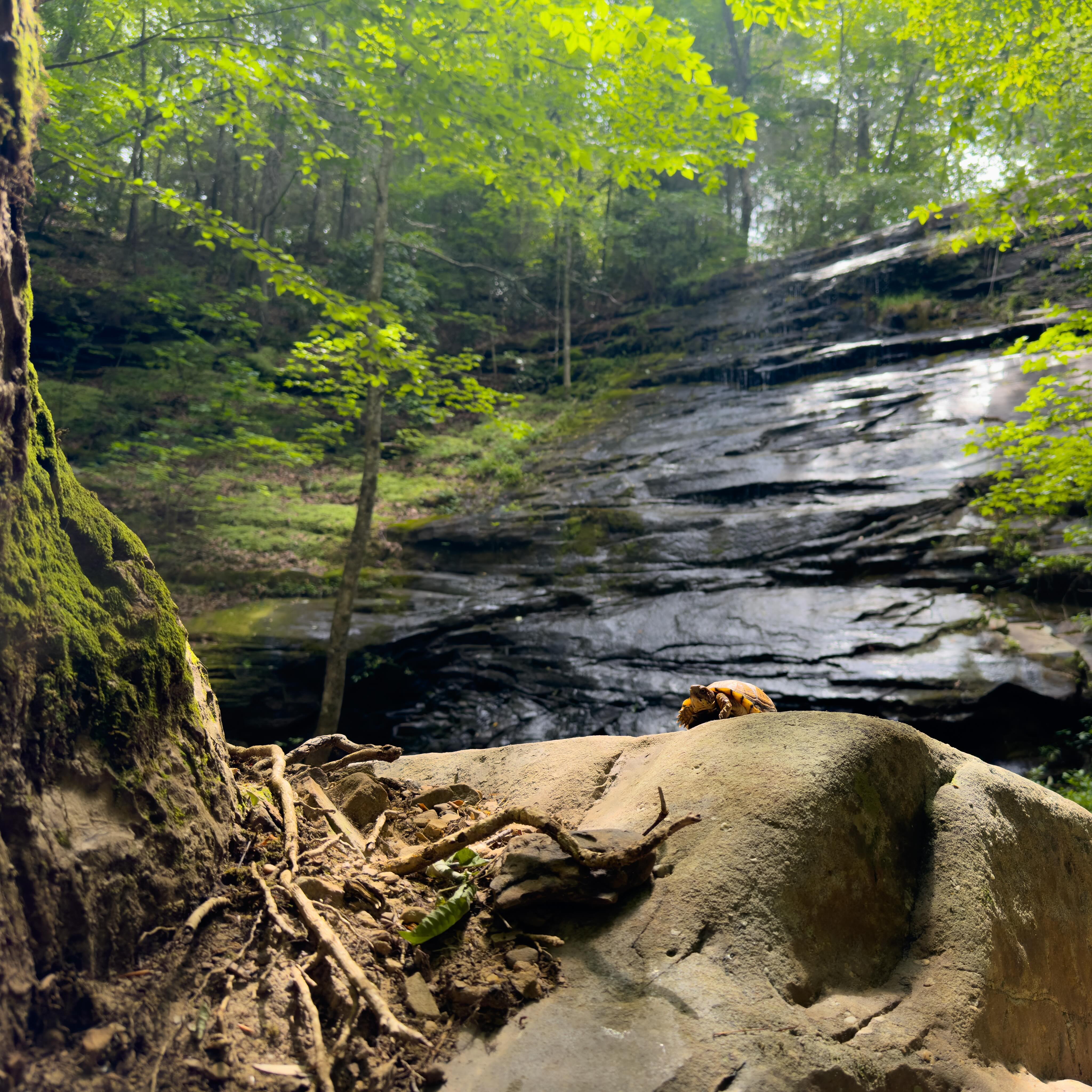 Bro found the most beautiful spot to call home.