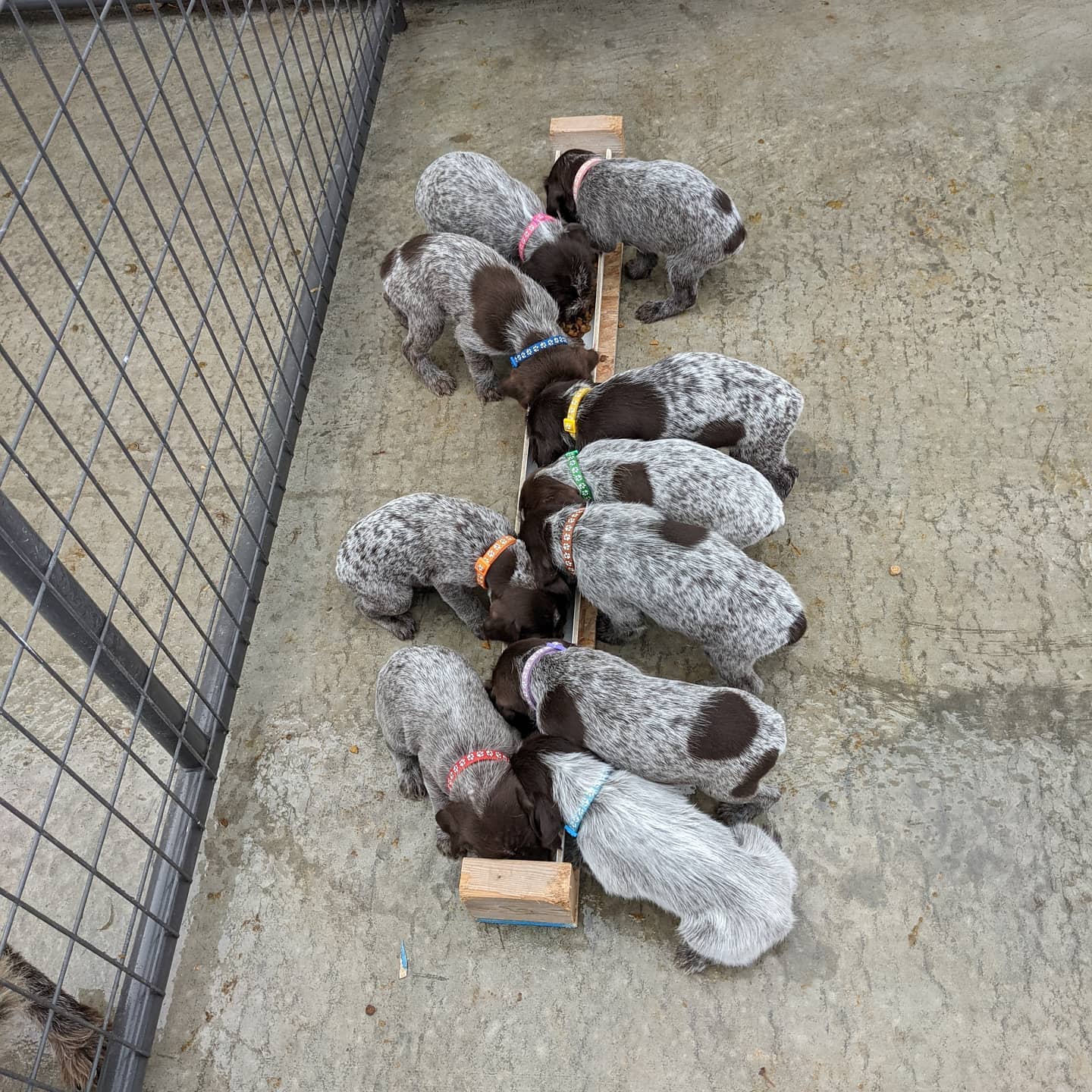 Introduced the pups to dog food today ... I think they like it!
#Wirehairedpointinggriffon #Puppiesforsale #Wpgoftheday #WPG
#Wirehairedpointinggriffonpuppies
#IdahoWPG #NAVHDA #Griffpups
#WPGofIdaho #Dogswithbeards
#Idaho #Puppies #Idahobirddogs #Uplandhunting #Birddoghunting #Mansbestfriend
#korthalsgriffon