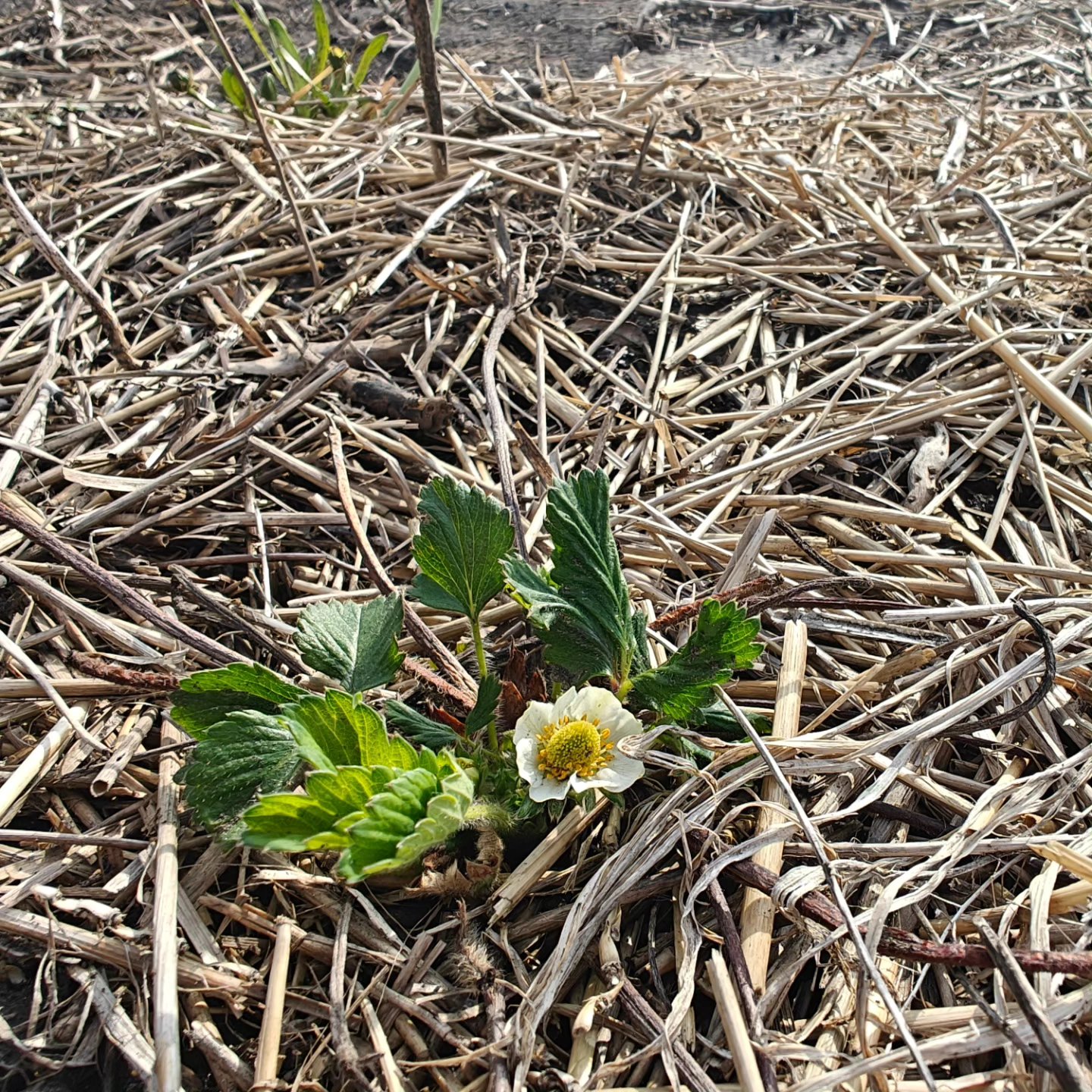 Can you believe these tiny baby flowers will be delicious strawberries in just a few weeks? U-pick should be available mid-June. ๐Share and follow our page for regular updates on when berries are ready for the picking! ๐