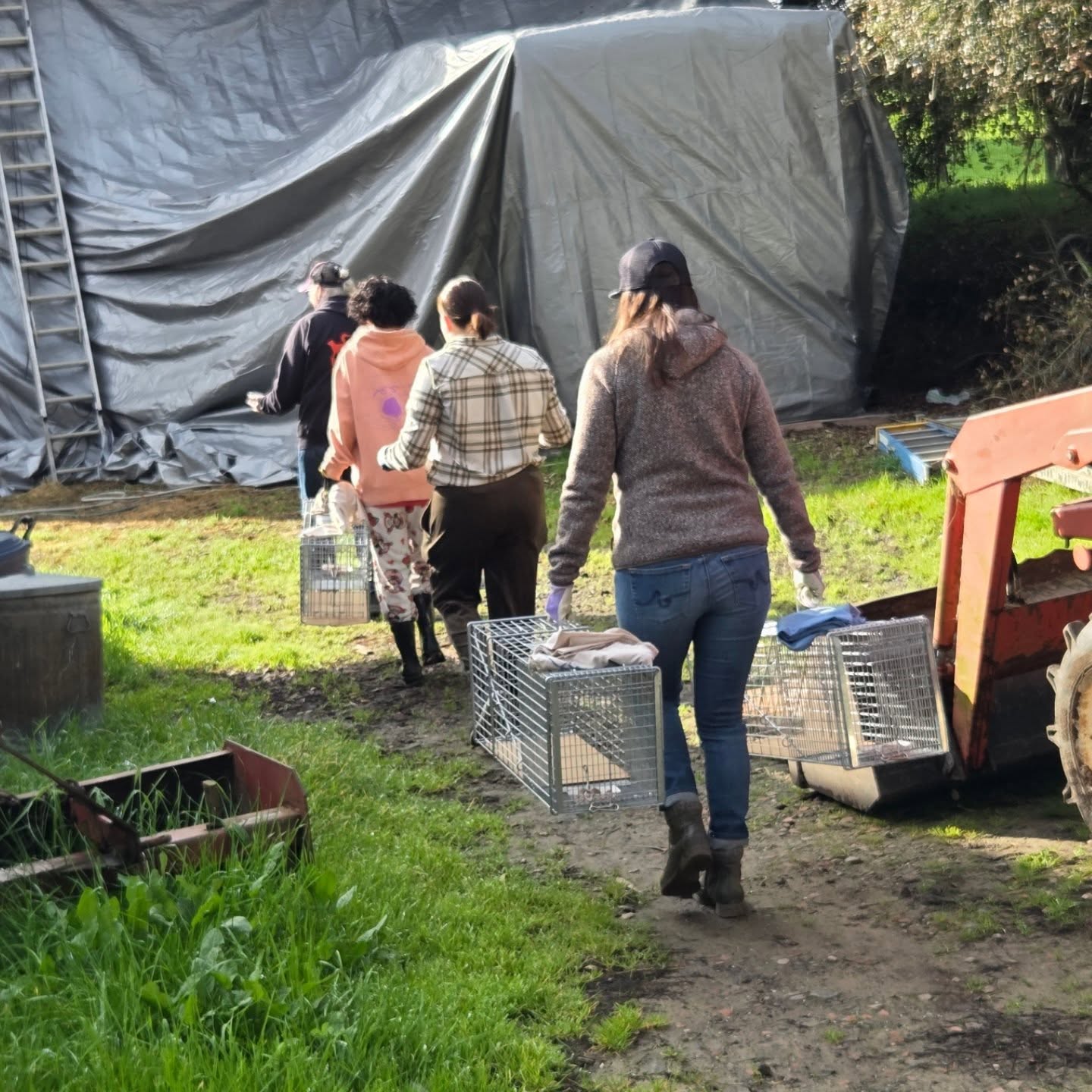 15 traps deployed. 5 successful catches. 5 more kitties that will be vetted and will NEVER add to the population again. Thank you @forgottenfelines_sonomacounty, you prevent so much suffering! Volunteering with them is a big reward...knowing you are making a difference...One life at a time!