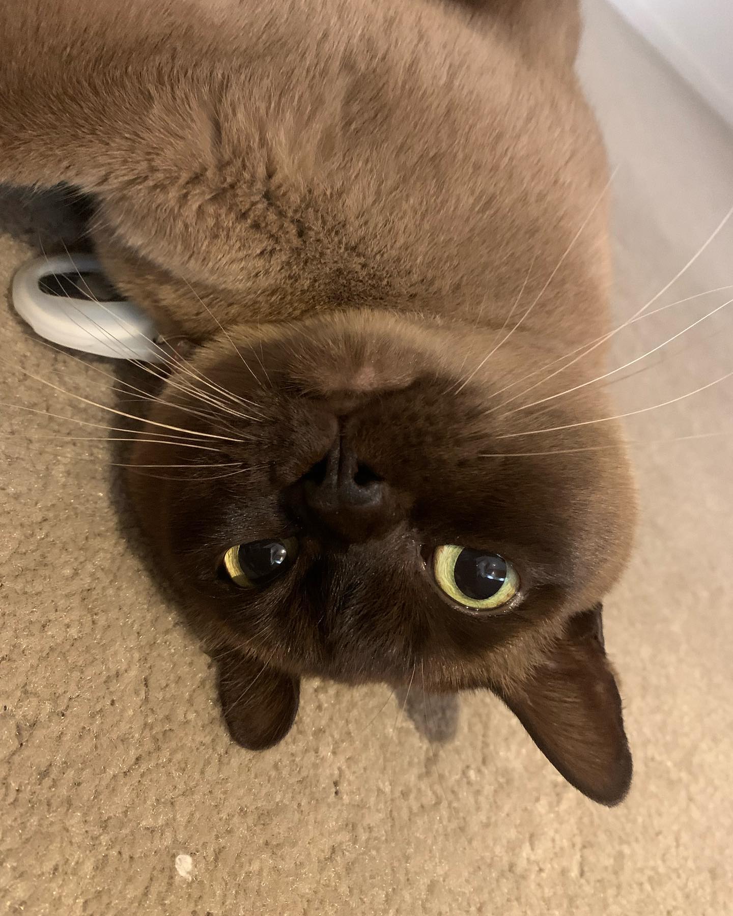 The super smoochy and super sweet Darcy girl ❤️❤️😻❤️❤️
#cat #catstagram #catsofinstagram #brisbanecats #catsofbrisbane #love #cute #chasingtailsbrisbane