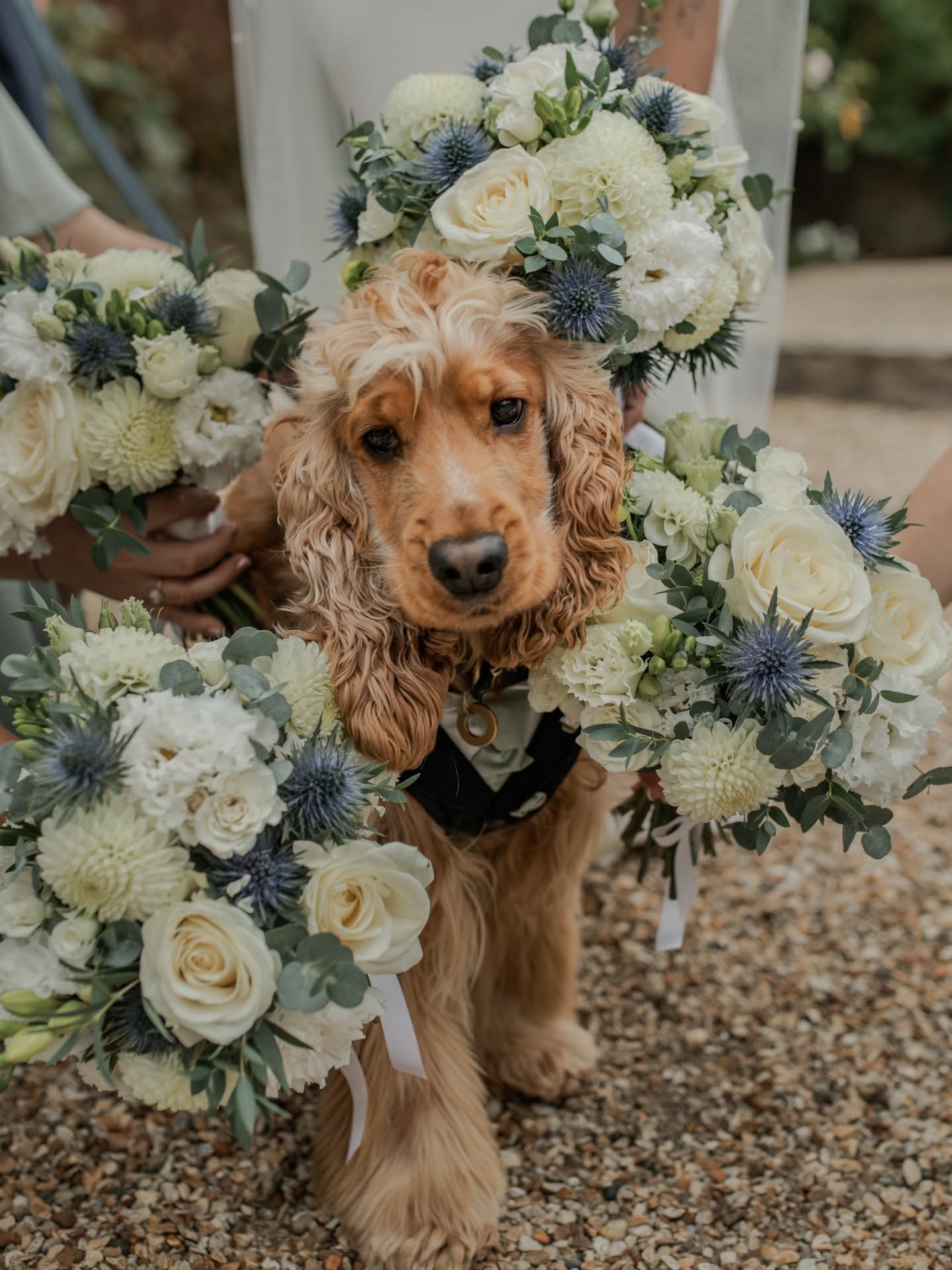 He's giving main character energy 🐶
@shortlegsdogcare
@merriscourt
#merriscourtwedding #weddingdog #cotswoldwedding #cotswoldweddingphotographer #gloucestershireweddingphotographer