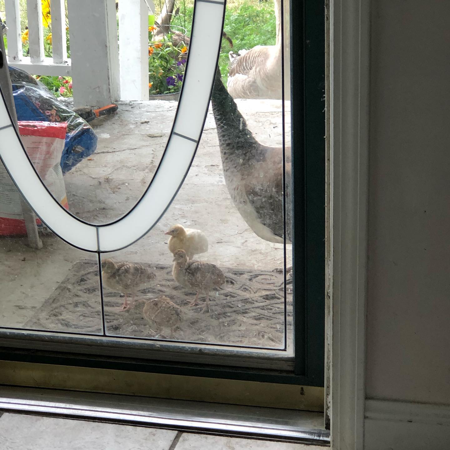 Duchess the peahen is showing her chicks where to come for a treat 😎 www.GulstadsGoodies.com