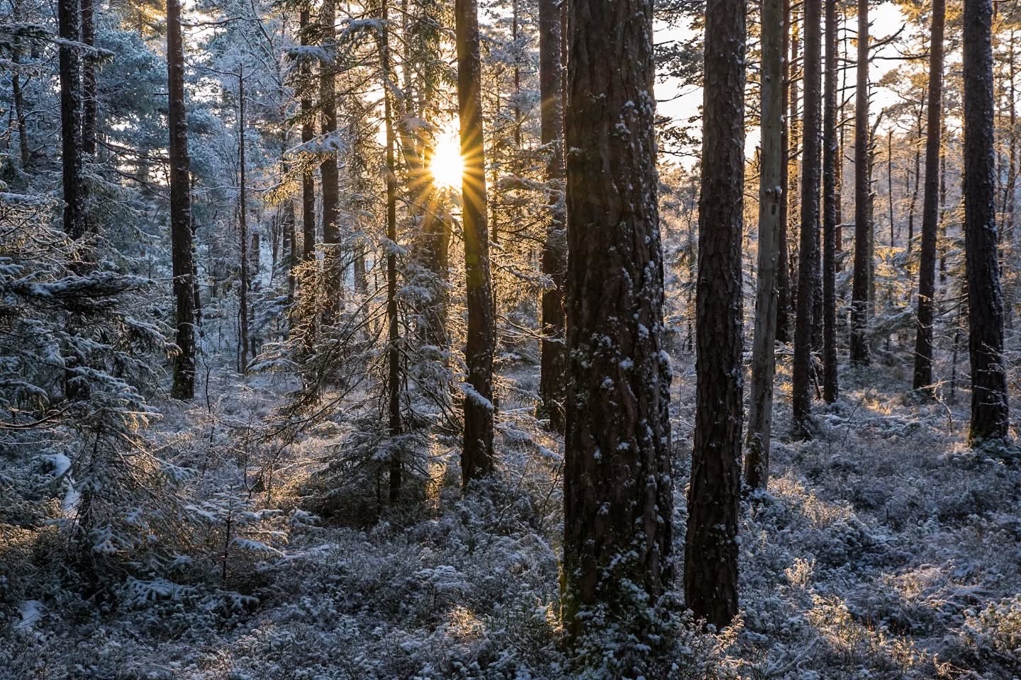 Finaly some lovely winter light.
#innature
#intheforest
#innaturephotos
#winterlight
#snowy
#sunrise
