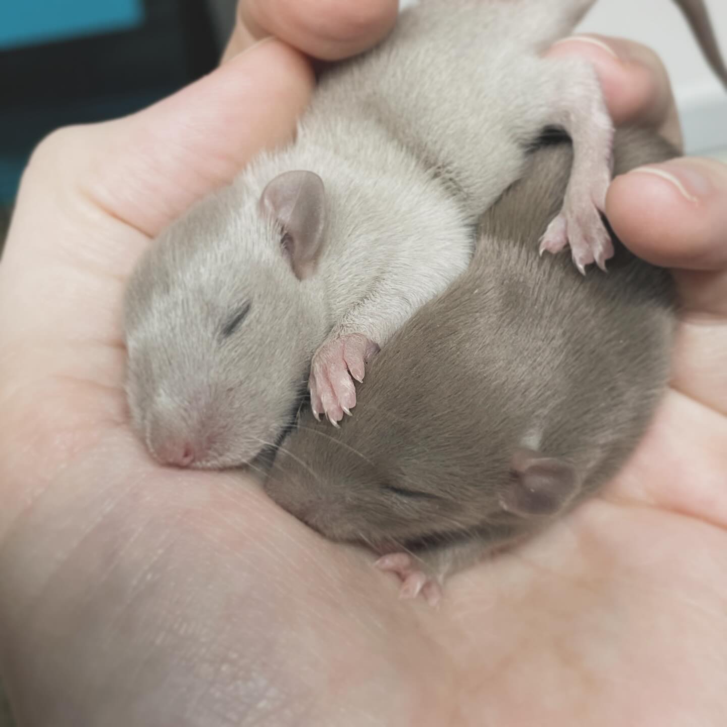 Pearly girly and the chubby Mink.
.
.
.
#rat #rats #ratsofinstagram #ratsofinsta #petrats #petsofinstagram #dumborat #rodent #ratcommunity #breeder #ratbreeder #rodentsofinstagram #rodentsofig #rattiesofig #rattiesofinsta #ratsofinstagram #rodents #cute #pets #fancyrat