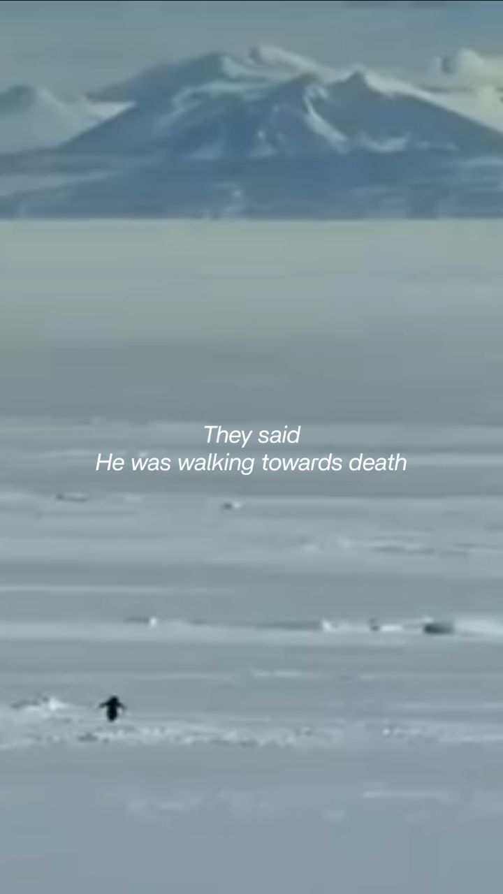 They thought it was a death march.
Turns out, it was a Valentine plan.
.
#nihilistpenguin
#valentinereel
#forheralways
#venerrajewellery
#venerra