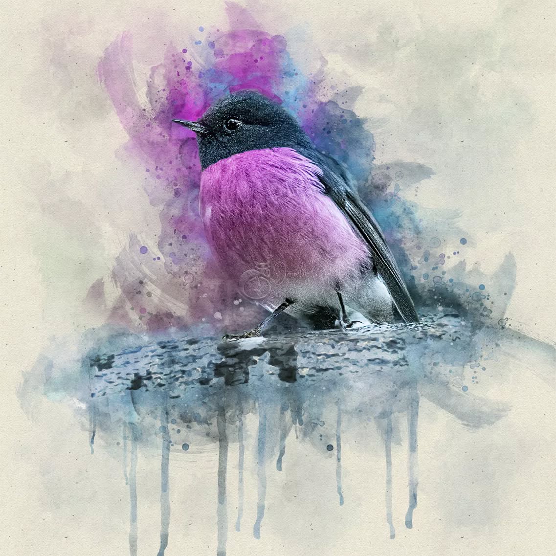 "Miracles happen every day. Change your perception of what a miracle is, and you'll see them all around you. "
- Jon Bon Jovi
.
.
.
.
.
.
.
.
.
.
.
.
.
#pixelpurrrfectphotography #PinkRobin #exquisitepics20_australia #rebel_artandedits #mcl_arts #illustrious_art #artistry_flair #super_photoeditz #edit_lovers_united #wildlife_artistry #birdsofaustralia #Creative_AnimalArt #bpa_arts #photo_creation_silver #rebels_nature #rebels_united #explore_wildlife #wonderland_arts #art_andfact #galleria_of_grace #illustrious_magic #dreamland_arts_of_nature #rawedit_ #exquisitepics20_animals #australianbirds #everything_animals #nature_perfection #everything_imaginable #gf_edits #pictasart