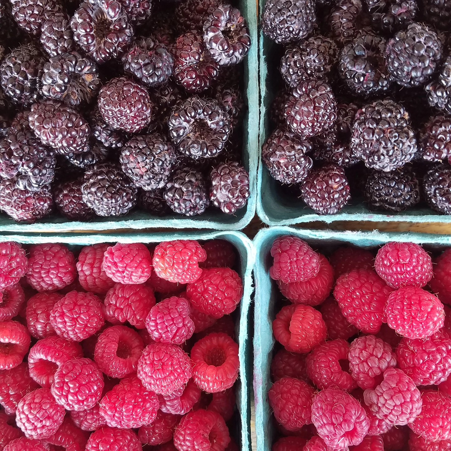 BLACK RASPBERRY ripening has improved, and the best picking will be this week through the weekend. RED RASPBERRIES continue to be abundant. We have PURPLE RASPBERRIES too! Open 8-6 Mon-Sat and 2-6 on Sundays. We are open JULY 4th from 8 am until 6 pm or earlier depending on the customers. All pick your own berries are $6.50 per pound.