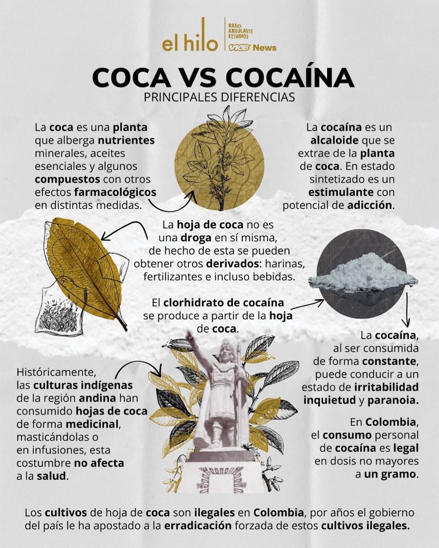 👁 @elhilopodcast
•
Coca y cocaína, ¿la misma cosa?
datos esenciales para distinguirlas:
🔺El catedrático Wade Davis, autor del ensayo “Sobre la coca y la cocaína” señala que la planta de coca (con sus diferentes especies) ha sido un componente esencial de prácticamente todas las civilizaciones precolombinas del mundo andino y de la cultura de América del Sur durante miles de años: incas, nazcas, mochicas, muiscas, taironas…
La coca crece entre los 400 y mil 800 metros sobre el nivel del mar y su producción mundial se concentra en los Andes: Bolivia, Perú y Colombia. Es una planta resistente, capaz de sobrevivir en temporada de secas y en tierras de pobres nutrientes.
Su estigma ha devenido por ser la planta origen de la cocaína.
🔺La cocaína, alcaloide de la planta de la coca, fue aislada en 1859 por el químico alemán Albert Niemann. Fue comercializada como medicamento en Estados Unidos en 1882 e incluso recomendada por Freud a través de su trabajo Über Coca ("Sobre la coca"), en el que afirmaba que era un medicamento antidepresivo, digestivo y que optimizaba el rendimiento físico e intelectual. Después abandonaría su defensa.
El periodista J. A. Aunión señaló en un reportaje para El País: “A partir de los años veinte llegó el final de la época dorada del comercio legal de cocaína. Varias razones confluyeron para causar el declive, sobre todo, restricciones internacionales que acabaron en prohibición con las conferencias internacionales del opio”.
🔴El mercado de la ilegalidad sigue activo hasta nuestros días. En su Informe Mundial sobre Drogas de 2022, la Oficina de Naciones Unidas para la Droga y el Delito estima que 21,5 millones de personas consumieron cocaína en 2020. En Colombia se registraron 143 mil hectáreas de coca en el 2020, lo que equivale a una disminución del 7% frente al año anterior. Pese a esto, la fabricación potencial de cocaína aumentó el 8% llegando a 1.228 toneladas.
🔴Catalina Gil Pinzón, de la Open Society Foundations, señala:
“Hagamos lo que hagamos, la demanda por consumir drogas es muy poderosa. Buscar un libre mundo de drogas es una meta ilusoria”.
#elhilopodcast #colombia🇨🇴 #coca #drogas #guerracontralasdrogas