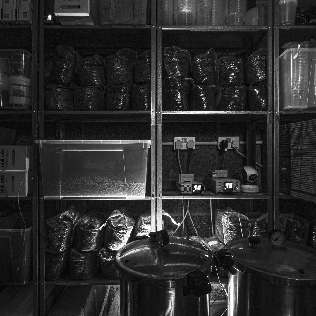 Behind me as I stand here. #presto temperature probed with #inkbird loads of #boxes #soyahulls #petridish #agar #coir #rye #nutritionalyeast #latexgloves #needles #syringes #bran 40x bags of #stock due out the door tomorrow #brownriceflour #polytube #gypsum #straw #dextrose #smokealarm. The whole shabang! #mushroomlover #mushroomcultivation #mushroomgrowing #mushlove