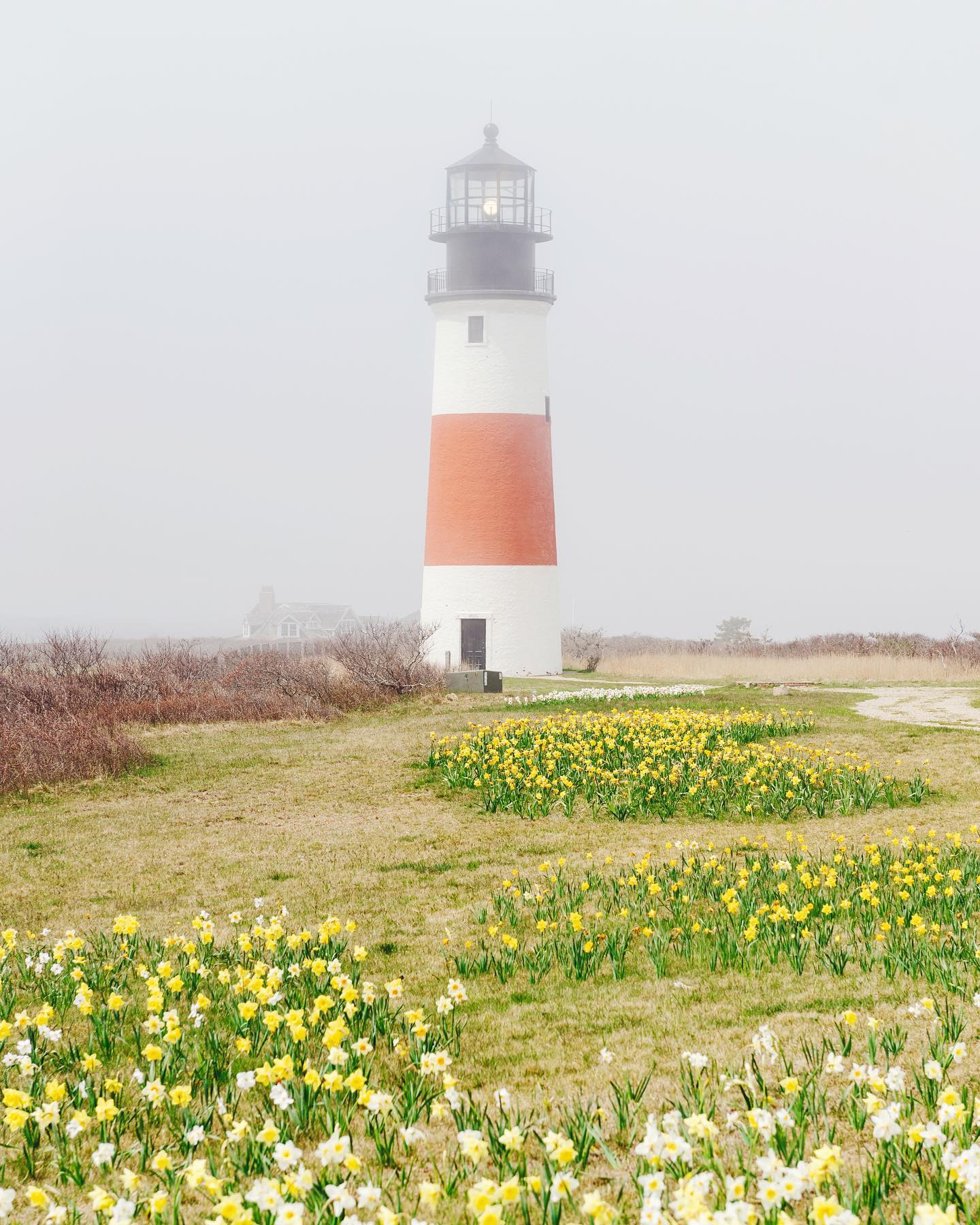 It’s that time of the year again, and the Nantucket Daffodil Festival is finally back after a 2 year hiatus! 🌼
#ackdaffy #nantucket