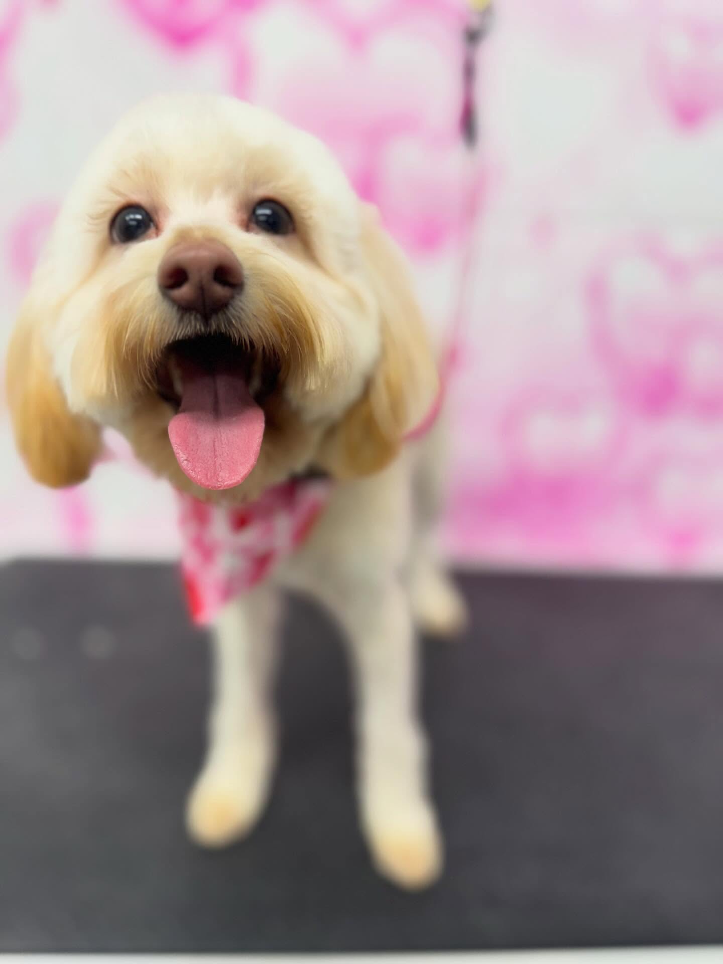 ✨Mochi✨
—————————-
#goldendoodle #doodle #doggrooming #dog #puppy
