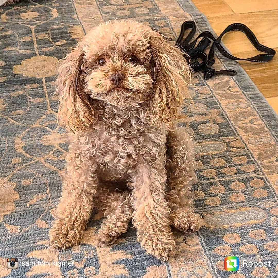 Sam has been such an enormous source of Fae energy for me, and I'm so blessed to have her in my life! A forever and ever and of all times, inspirational source of pure Light for me. Thank you dearest Universe for sending her my way 🙏🐶🧚🐶🙏
..
..
..
..
..
..
..
..
..
#NatureHealsEverything #BringNatureIn #SelfCare #TwelveStep #AlAnon #SafePersonalHygiene #BuyOrganic #SmallBatch #BuyLocal #BuySeasonal #BrightLife #Colortherapy #EmotionalWellbeing #EmotionalBalance #Aromatherapy #FlowerEssenceTherapy #EssentialOils #airbnb #vrbo #Sarasota #SarasotaFlorida #Meditation #ActiveMeditation #MeditationGardens #ButterflyGardens #LandscapeDesign #EssentialOils #SarasotaFlorida #Toypoodle #DogofInstagram #PetTherapy #KathyandSamForever