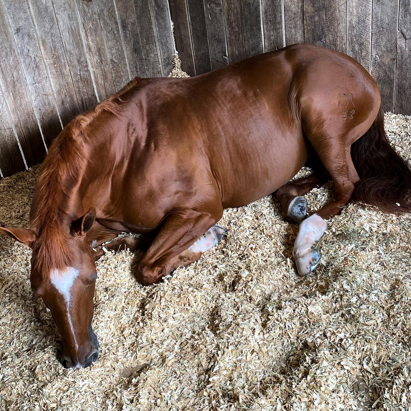 Often after I Myofascial a horse, they lay down and snooze. I had finished working with this sweet girl and was in the next stall over when I heard her lay down. It always makes me so happy. I peeked over and looked at her and saw the perfect heart on her forehead. What a sweet gift for me. ❤️ #equinemyofascialrelease