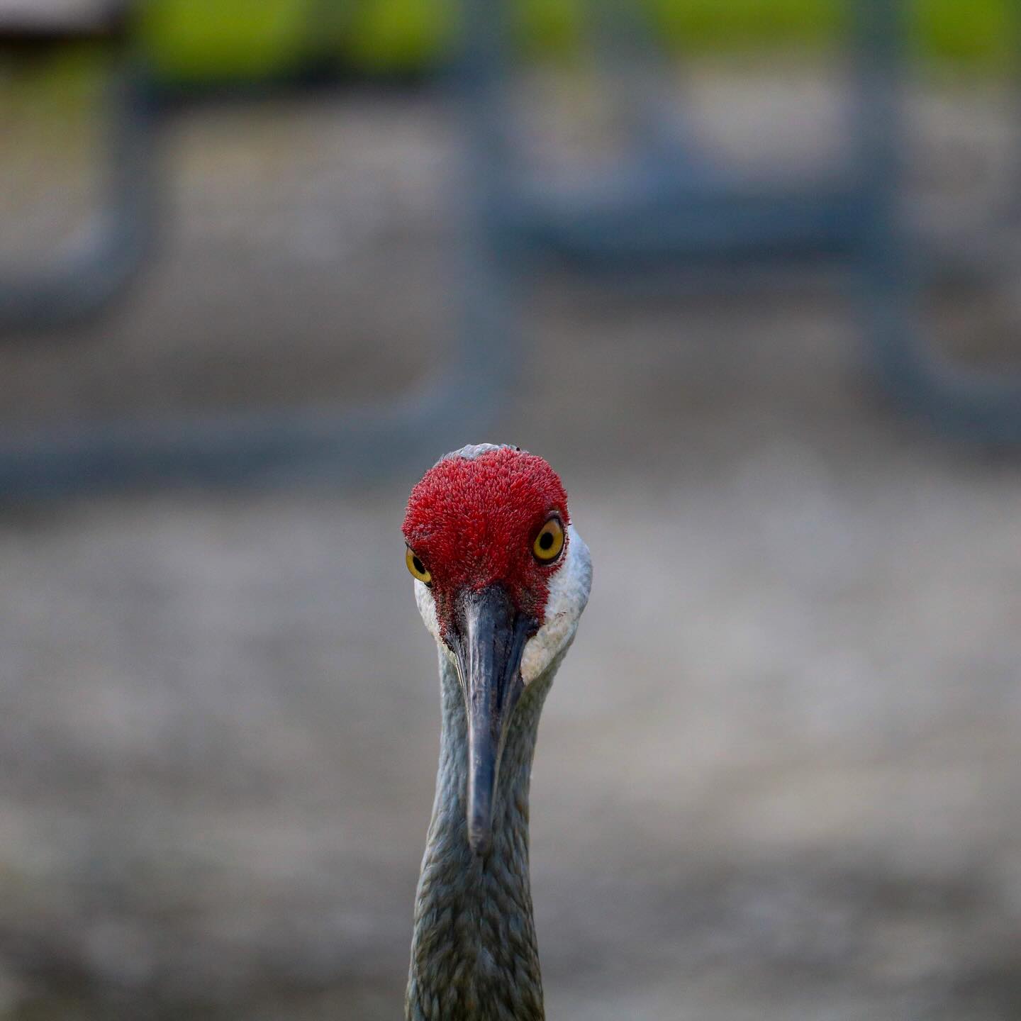 I’m splitting my wildlife photography from my main instagram to @outdoors.charlie for the future. I have found myself hesitating posting photos so I don’t clog up my feed but I really am proud of the photos I take. So if you like animal photos I have my top 50ish posted there now and will be posting MOST of my outdoor photos there and maintaining this one for my personal life. Give it a follow! @outdoors.charlie