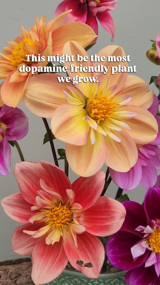 Weâve realised we lose interest once plants start doing the same thing every year.
Same flower. Same colour. Same timing. Our brains just check out.
Growing dahlias from seed fixes that.
Each tray feels different.
Some seedlings surprise us, some flop, some turn into favourites we never planned. You can guide things a bit, but you canât fully control it â and thatâs the part that keeps us planting, harvesting, and saying okay, just one more trayâŠ
Itâs curiosity-led gardening, for people who grow for the joy of not quite knowing whatâs coming next.
And yes, this is exactly why we always plant too many.