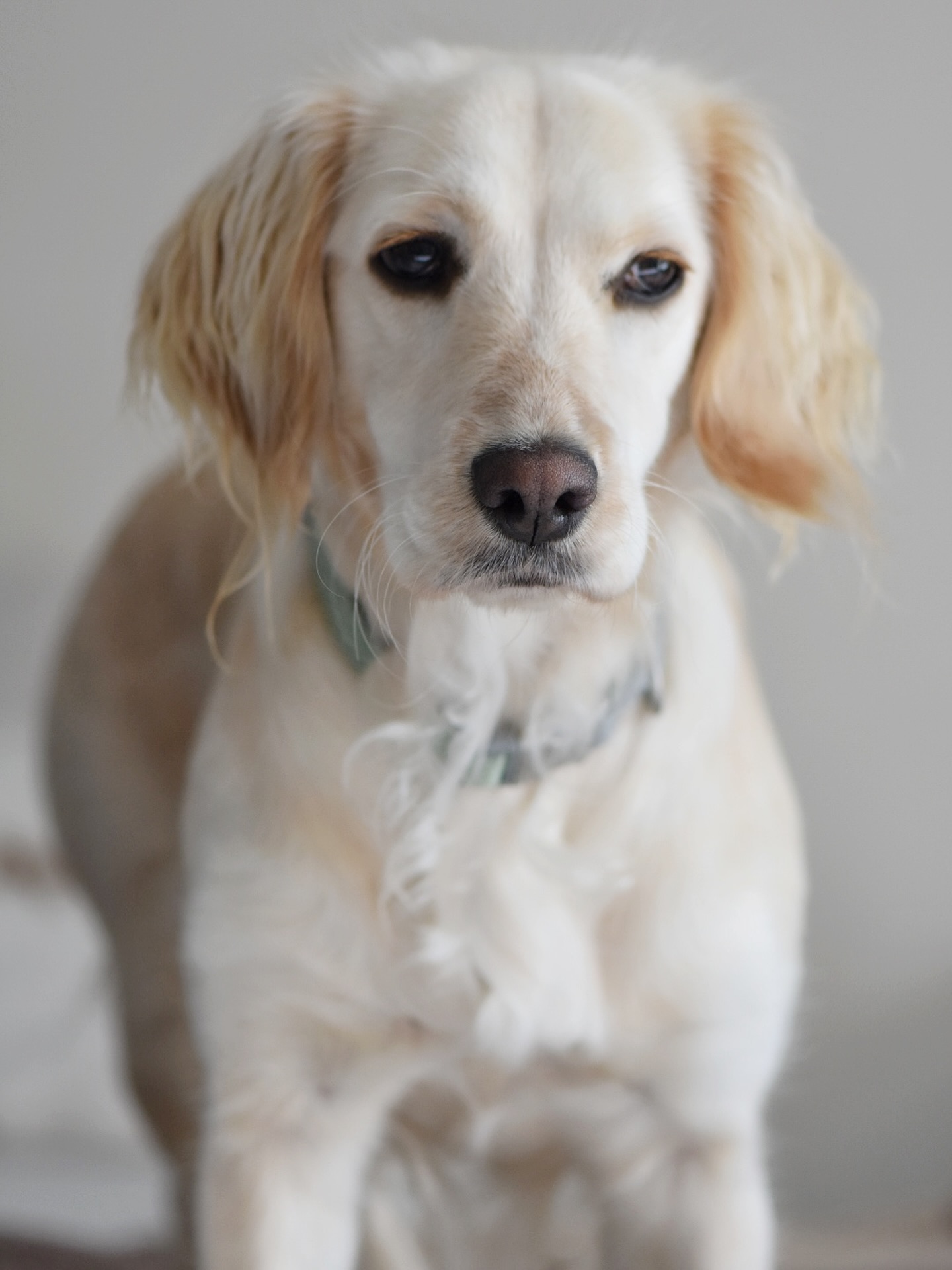 Elle est arrivée dans ma vie, pile au bon moment.
Je partais en formation en soin humain, pendant 3 mois, dans le Sud de la France.
Les 3 mois les plus intenses et déstabilisants de ma vie.
Nous l’avions prise en famille d’accueil quelques jours, puis, doucement, vint le moment de la séparation.
Jamais je n’ai pu me résoudre à la laisser.
Ma valise était prête, ouverte.
Elle ne la quittait plus.
Elle dormait dedans, aboyait, attendait.
Comme un message symbolique :
« Prend moi avec toi, c’est ainsi que ça doit se passer »
Ce que je fis…
Cette chienne est vraiment particulière, tant par son histoire, que son handicap ou sa façon de voir la vie.
Promis, je te partagerais son histoire un jour.
Si ça te dis…
#communicationanimale#comanimale#communicationintuitive#energy#soinenergetique#dog#cocker