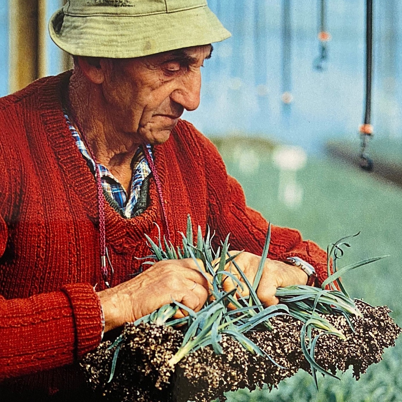 In the early 1960s Moshe and Shoshana Breier decided to propagate carnation cuttings and export them to Europe, with hard work the idea quickly became a great success, millions of cuttings were exported every year. Later in the 70s Moshe Breier started to breed new varieties of carnation, this became the first step of BreierCross.