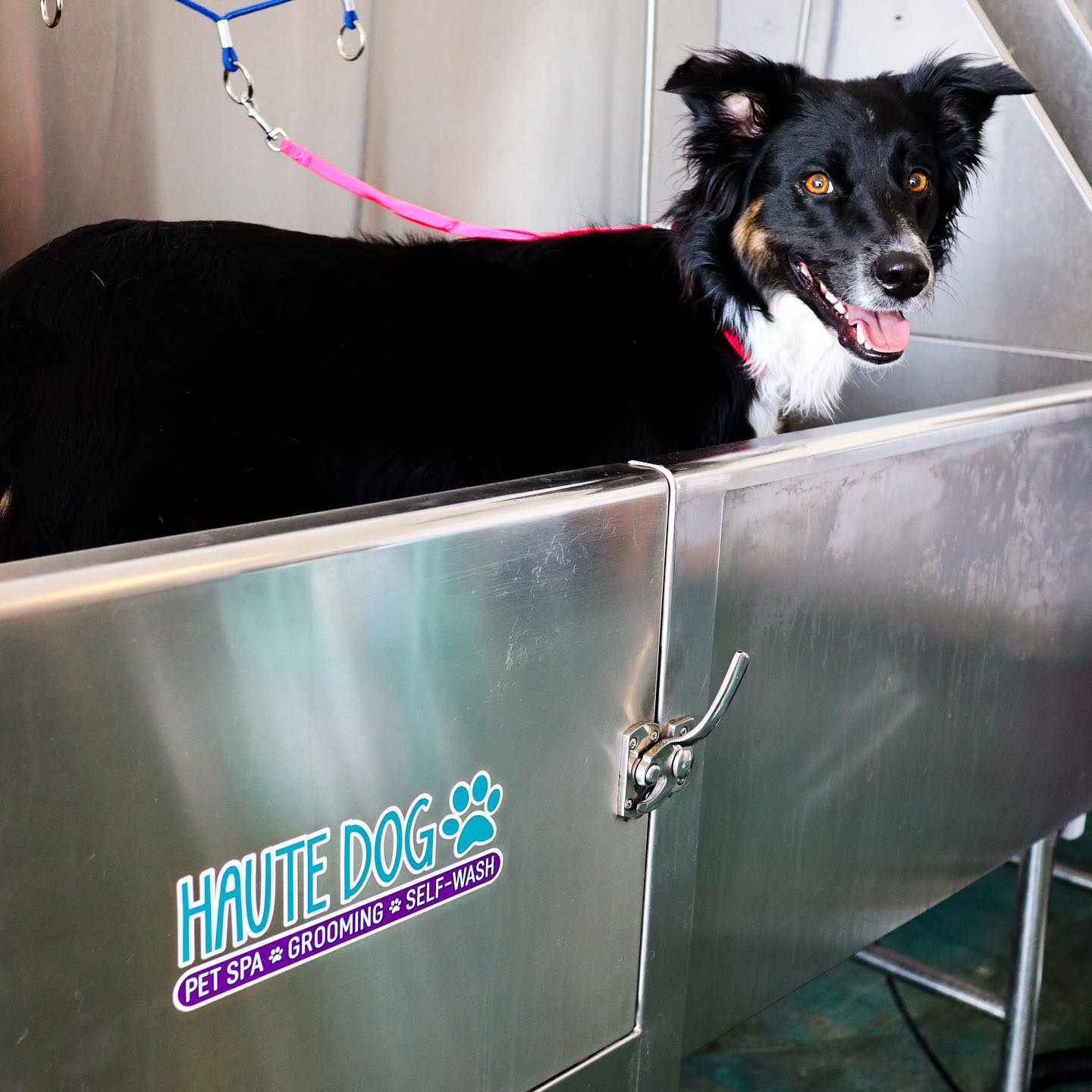 So happy to be a Haute Dog! Our bathing system infuses oxygen, organic tear-free shampoo, conditioner and warm water to give your fur baby a relaxing spa day experience!