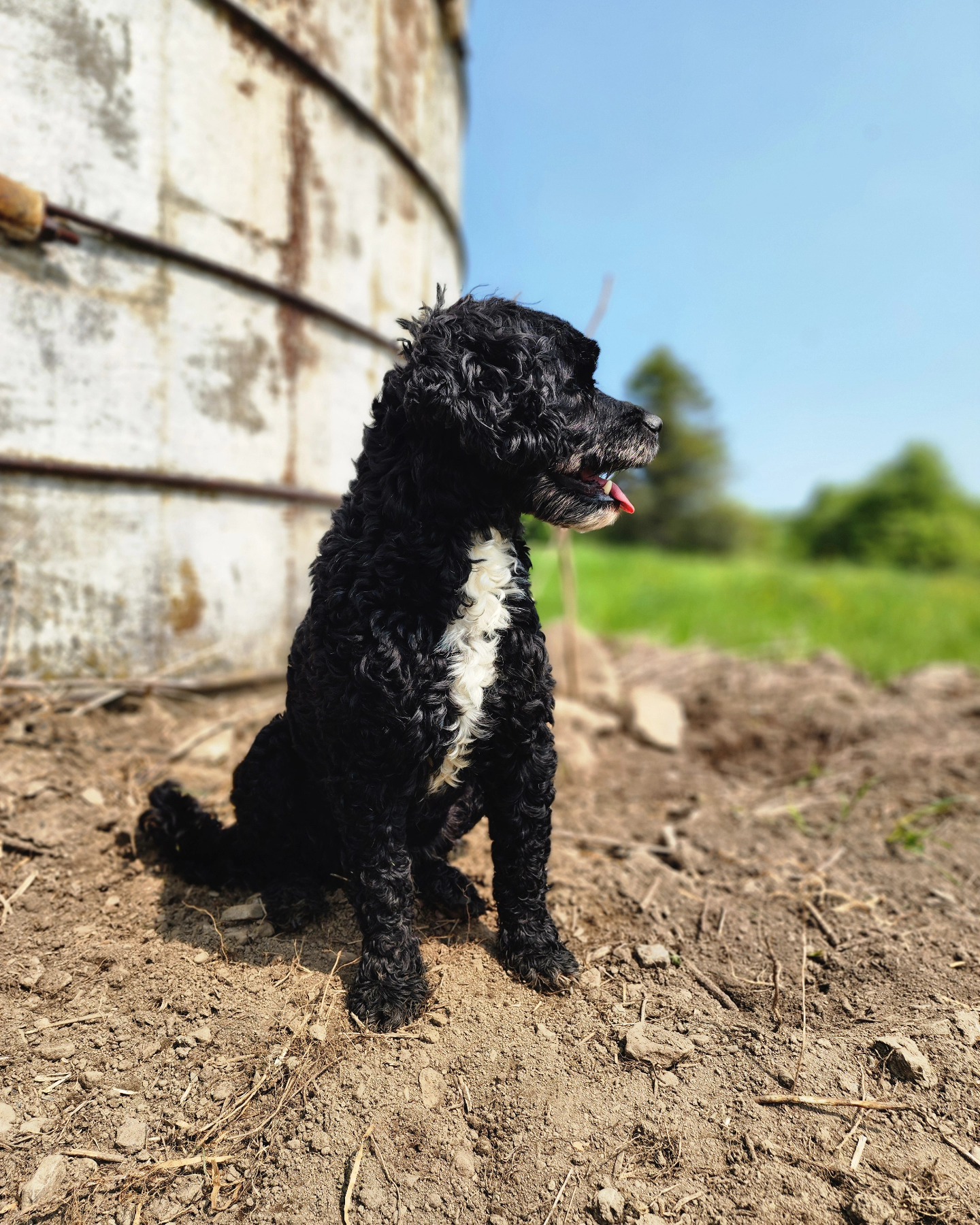Three cheers for our unconventional farm dog, Gus!
He's been with us throughout our entire farming journey and has fully embraced his relatively new role as farm dog. Aside from keeping a sharp eye/nose out for us all, his chief job on the farm is making sure our flock of chickens stays where they need to be. He's incredibly gentle with the birds and has very little tolerance for fence-jumpers. He makes our days easier, and for that, we are thankful.