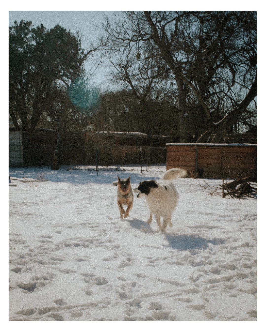 This snow has brought so much joy. Iāll be sad to see it go.
Which picture is your favorite?