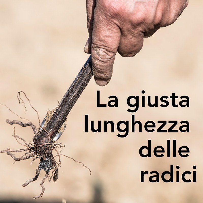 Una domanda che ci viene fatta spesso: quanto vanno accorciate le radici?
. . .
✅ Fino a 8-10 cm se si pianta a mano con la forchetta.
✅ Più lunghe se fatte a macchina con sistema a solco.
✅ Molto corte se piantate a macchina con sistema a buche singole.
. . .
Il nostro consiglio è di rispettare sempre l'apparato radicale, oltre che essere il principale organo di assorbimento dei nutrienti viene utilizzato dalle piante come stoccaggio riserve nutrizionali.
Un buon apparato radicale sosterrà le piante per l'intera durata del vigneto.
#viticoltura #vite #vino #passioneviticoltura #viticoltore