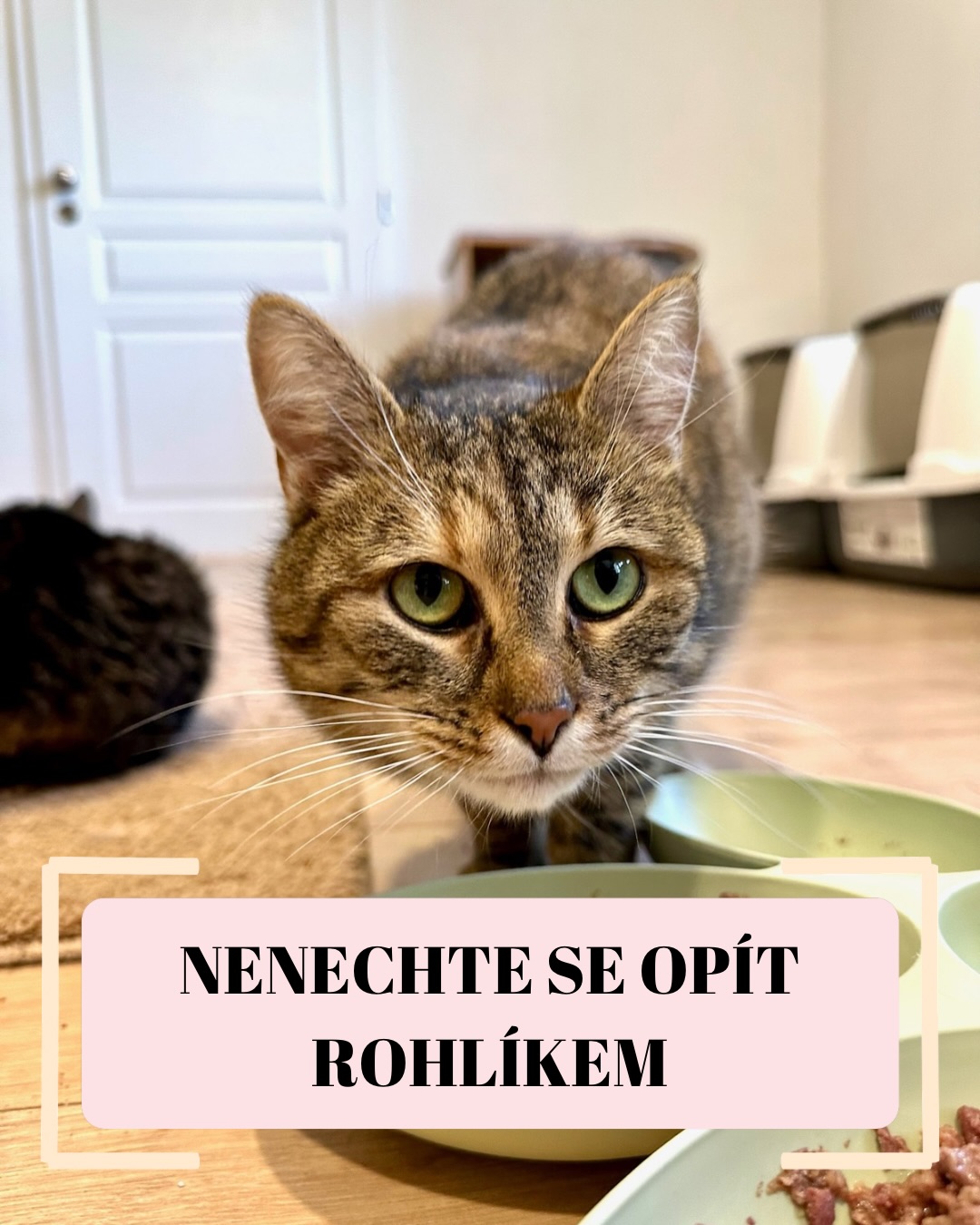 Dneska si nalijeme čistého vína. Zapomeňte na Felixe, Whiskas, Gourmet, Purinu atd. Já vím, ty reklamy jsou krásné, kočičky v nich vypadají spokojeně, ale složení mluví úplně jinou řečí. 🗣️🚫
Kočka je striktní masožravec. Její tělo je stroj na zpracování bílkovin z masa, ne na trávení pšenice, kukuřice nebo sóji. A co najdete v první řadě u těchhle známých značek? Obiloviny. 🌾 To masožravce opravdu nezasytí, jen mu to „zaplácne“ bříško prázdnými kaloriemi. 😖
A teď ta největší finta: „Maso a vedlejší produkty živočišného původu“. 🤡
Zní to skoro dobře, že? Jenže pod tímhle názvem se v drtivé většině případů skrývají jen kůže, zobáky, pařáty nebo krev. 🫣 Skutečné svaloviny (toho pravého masa) je tam často jen okolo 4 %. Zbytek? Odpad, dochucovadla a cukry, aby to kočkám vůbec jelo. 🍭🤮
Věřte nám, ve Šklíbě vidíme následky nevhodné stravy až moc často – od špatné srsti až po zničené ledviny. 🩺✨
Na co si dát v obchodě bacha?
🍗 Hledejte krmiva, kde je na prvním místě jasně napsané MASO (např. „70 % kuřecí maso“), ne anonymní „produkty“.
🍗 Vyhněte se cukrům a barvivům. Kočka nepotřebuje růžové granule, aby jí chutnalo.
🍗 Žádné obiloviny. Kočka není slepice. 🐔❌
Nenechte se napálit hezkým obalem. Vaše kočka vám sice nepoděkuje slovem, ale její zdraví a spokojené předení vám to vrátí i s úroky! ❤️
Čtete složení na kapsičkách, nebo házíte do košíku to, co je zrovna v akci? Budu ráda za vaše názory (i ty upřímné!). 👇
Terka ze Šklíby 🐾