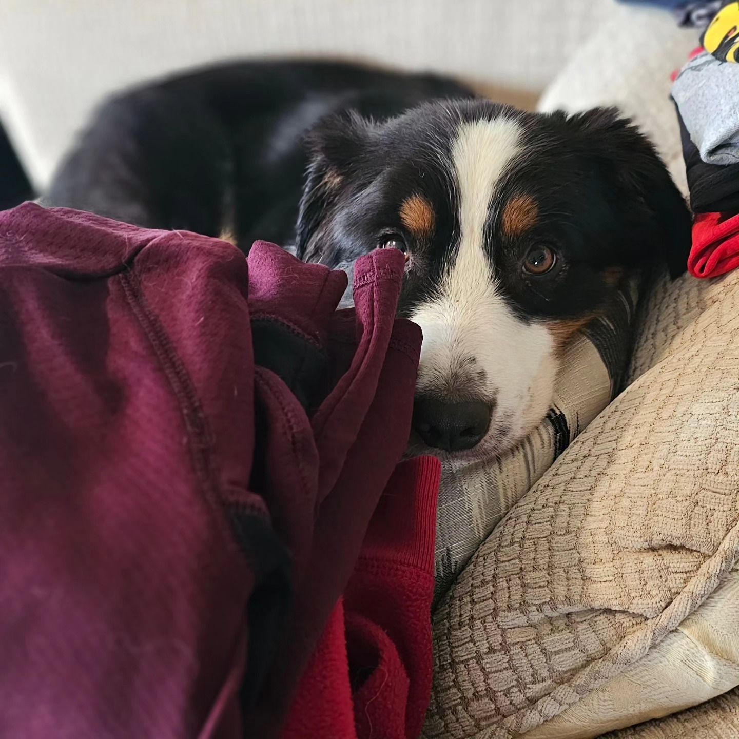 Kira in the folded laundry ๐คญ๐ @ladyehgo @taggie_pants @renie0619
