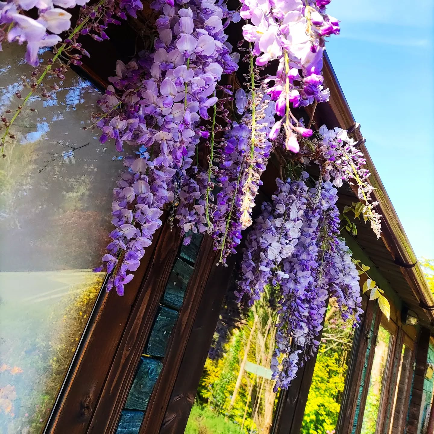 Wisteria blooms popping @thegreenhousesparetreat
Dan and I moved this beautiful wisteria years ago with the vision and hope that the plant would love it's new home... Certainly has grown into what are dreams were made of! So lucky to have the Wisteria blooms trailing along the windows of The Greenhouse Spa treatment rooms 💚
Perfect 🌈
The bees and other insects love them... Along with bird and field mice making homes!
Welcoming all our spa guests to enjoy the incredible view through the Wisteria whilst unwinding for your chosen treatment 🌿
#wisteria #dreamsaremadeofthis #dreams #daretodreambig #create #workhard #vision #visualise #expand #bloom #blossom #grow #develop #believeinyourself #veganspa #ethical #careforyourself #thegreenhousesparetreat #tropicskincare #maggieannenailpolish #beehomes #wildlife