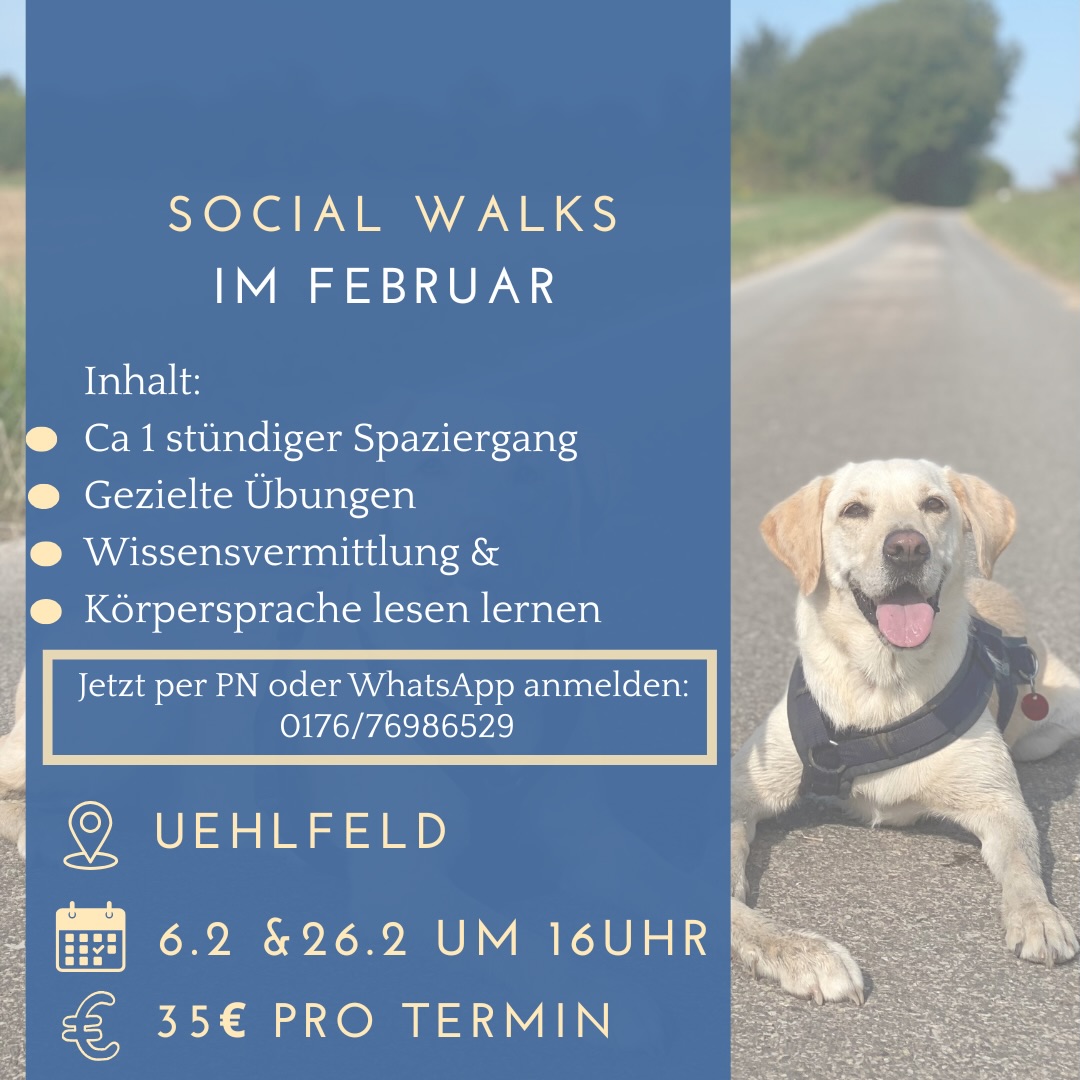 Socialwalks im Februar!
📍Uehlfeld
Der Socialwalk ist ideal für:
➡️Hunde die Angst/Aggression/Frust oder Erregung in Hundebegegnungen zeigen
➡️Menschen die sich im Umgang mit dem Hund Schulen wollen
➡️Hunde die selten Gelegenheit haben Hundekontakt zu üben
Es handelt sich um einen von einer Hundetrainerin geführten Spaziergang, bei dem wir gezielte Übungen einbauen um den Sozialkontakt der Hunde zu fördern. Ziel ist Hundebegegnungen im Alltag besser meistern zu können und den Hunden &Menschen einen sicheren Rahmen zu geben in dem sie üben dürfen.
Während dem Spaziergang bleiben alle Hunde an der Leine, es wird auf die richtige Distanz geachtet und die Halter werden darin geschult Körpersprache richtig zu beurteilen.
➡️Anmelden könnt ihr euch per PN oder WhatsApp +49 176 76986529
➡️Ich freue mich auf euer Kommen ♥️
