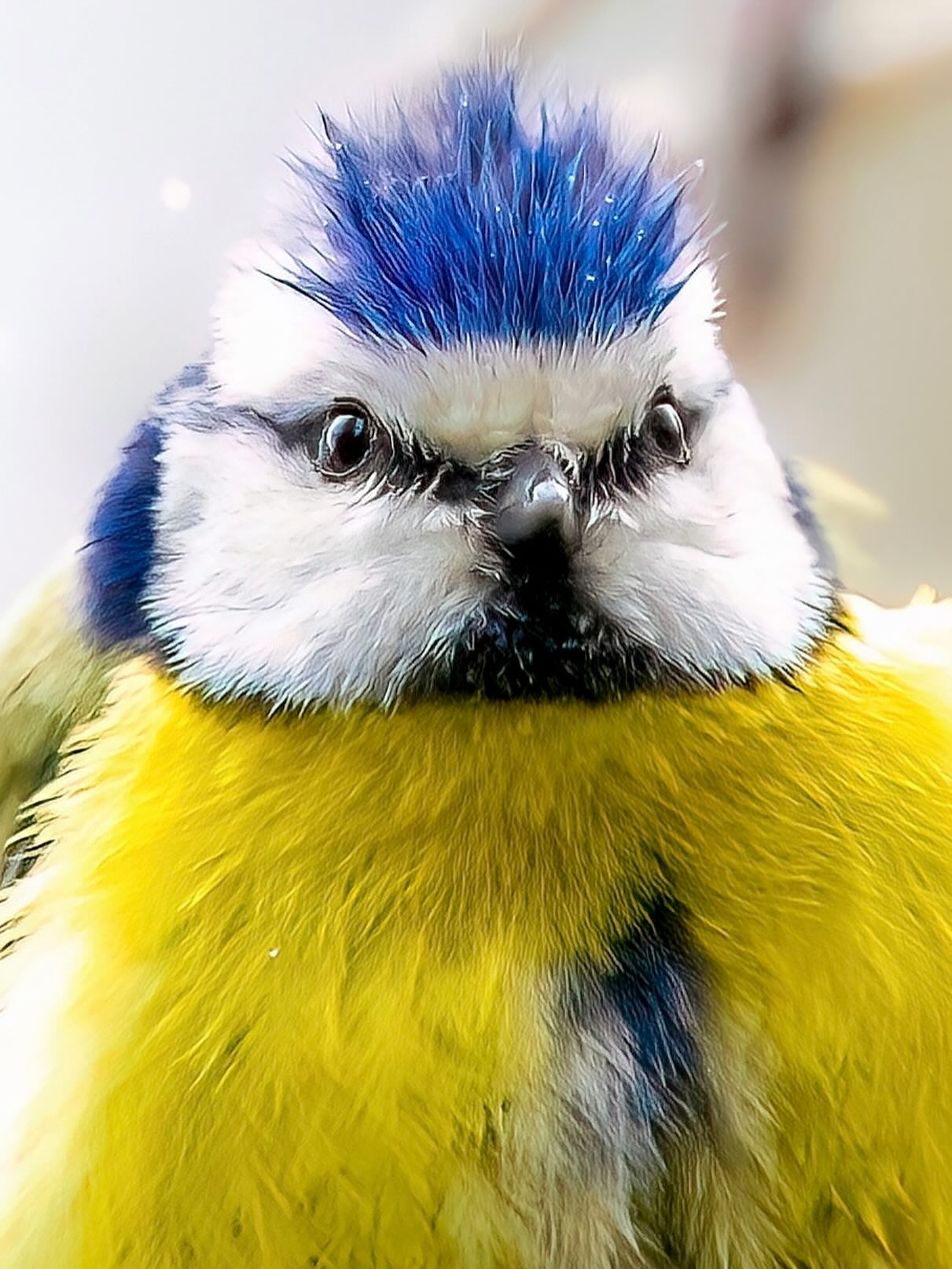 In Erinnerung!
Gerne teile ich euch heute mein Dritt
erfolgreichstes Foto der letzten drei Jahre.
Kommende Woche dann zum Schluss die Nr.1
PUNKY die drollige Blaumeise🥰🥰🥰
Bad-Hair-Day
Der Schnee, Regen und Wind haben PUNKY optisch so zugesetzt das es mehr als drollig aussieht.
#bluethroat #gorgebleue #modrasek #blåhake #blåhals
Schönheiten @naturpark.lahn_dill_bergland